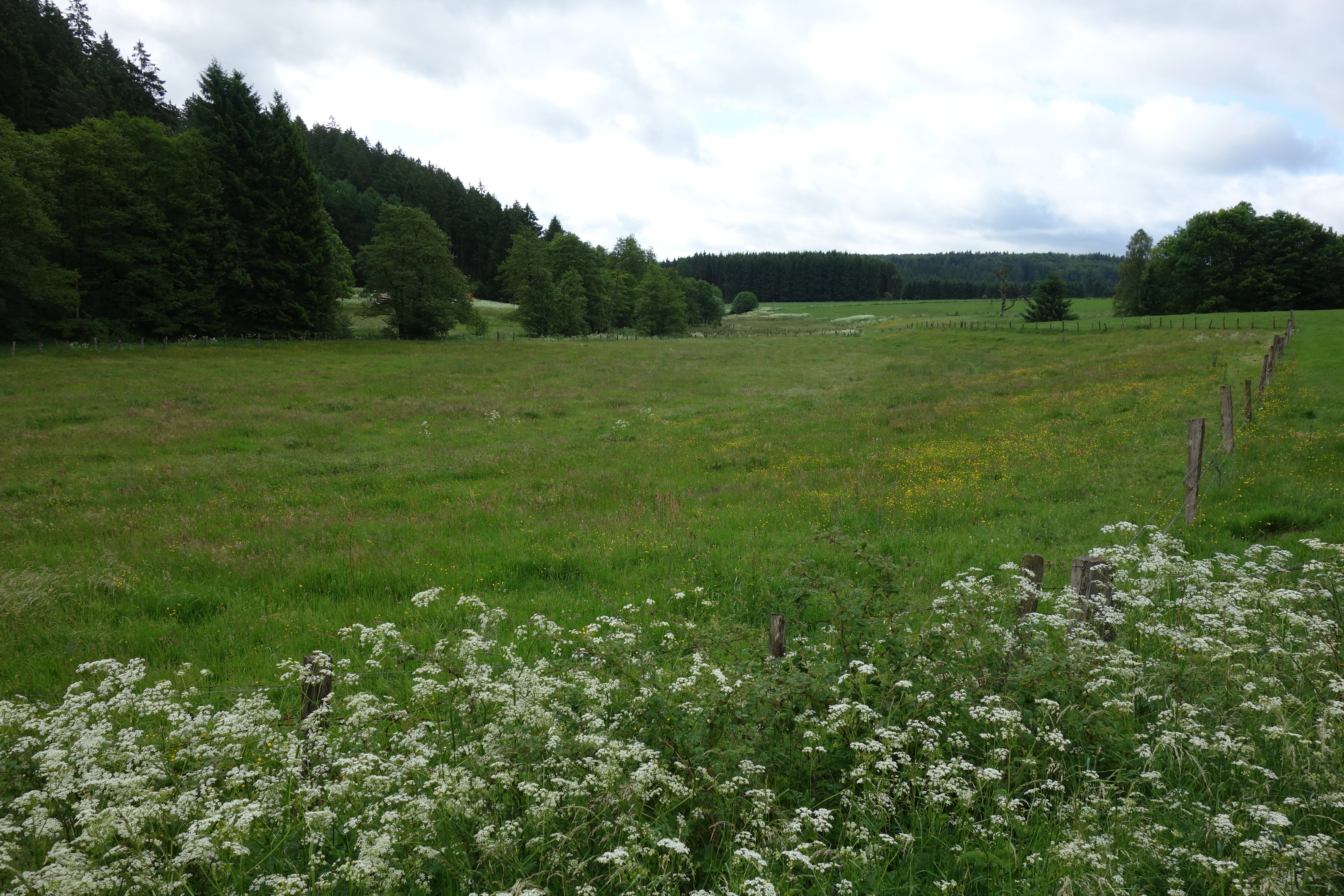 Una vista amplia de un prado verde en el valle de Aabachtal, bordeado por densos bosques de pinos bajo un cielo nublado.
