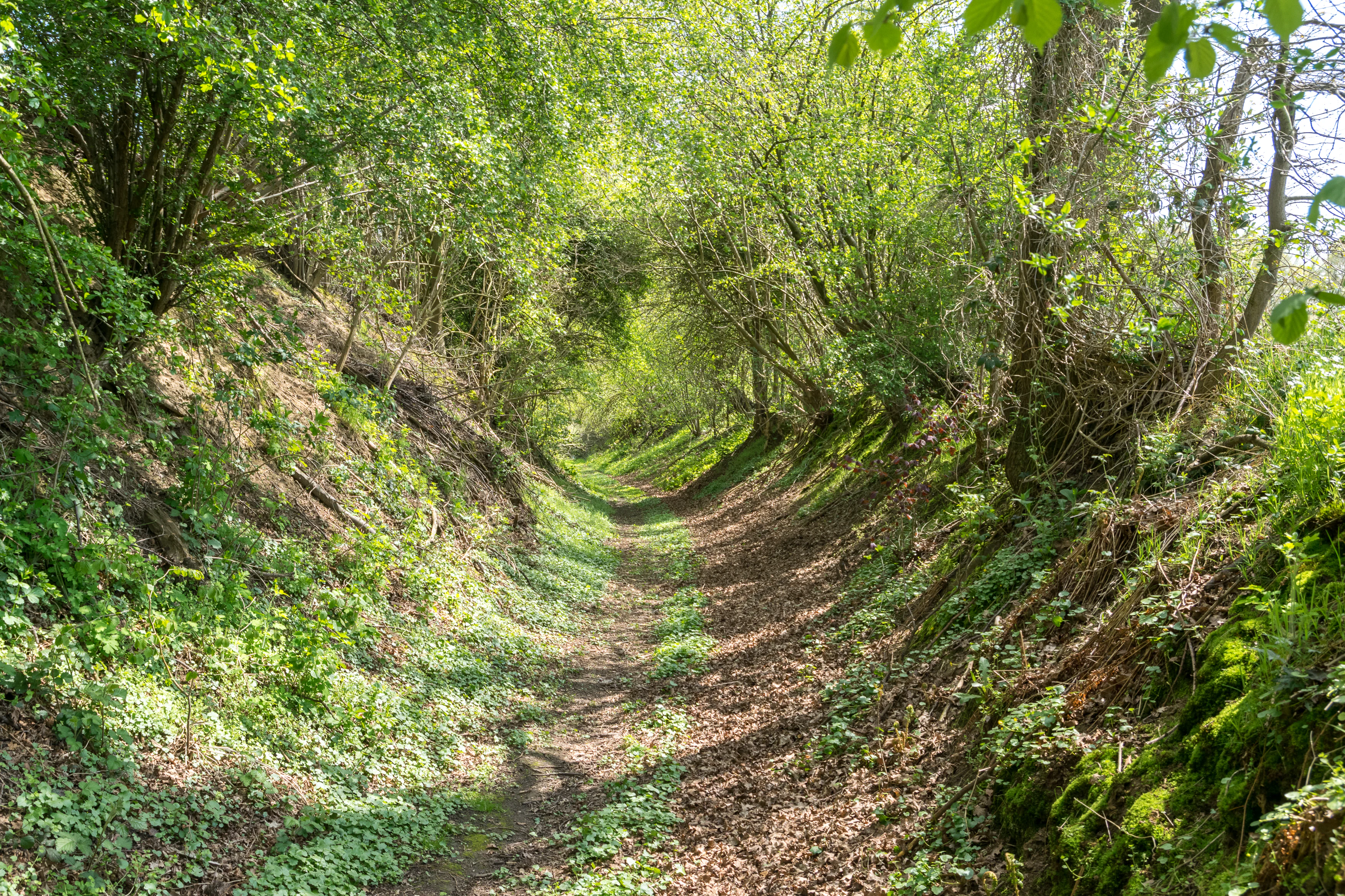 A narrow, dirt hiking trail carved between sloped, tree-lined embankments, with dense foliage creating a tunnel-like canopy overhead.