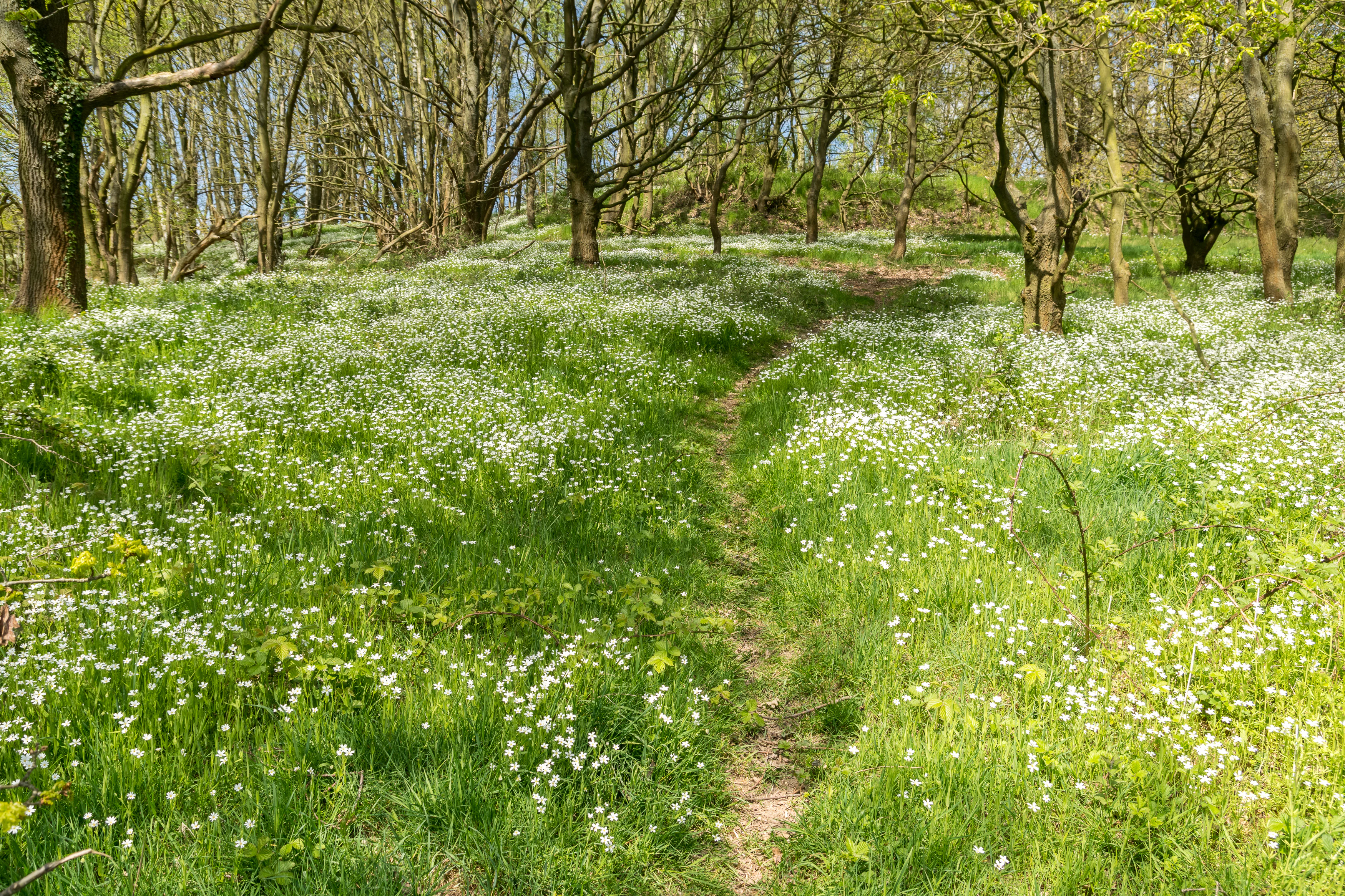 A narrow dirt hiking path leads into a deciduous forest, surrounded by a carpet of small white wildflowers covering the grassy woodland floor.