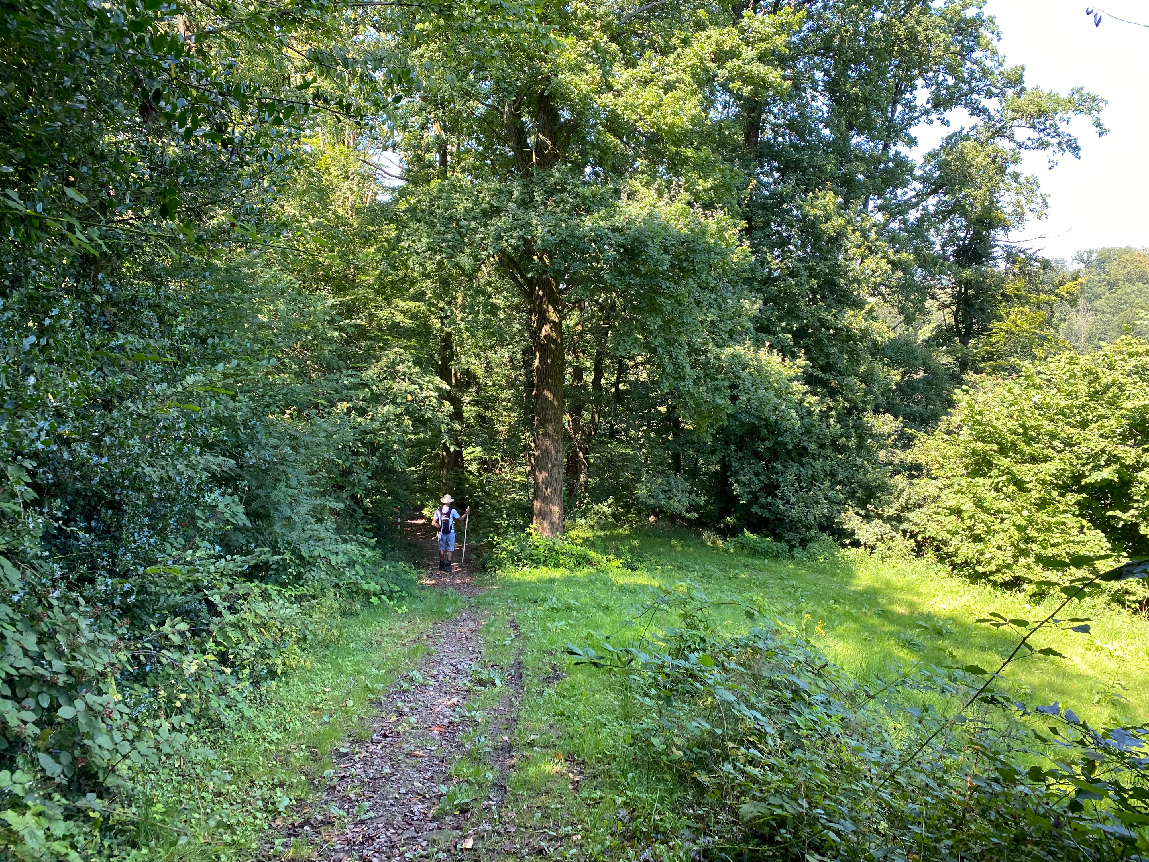 A dirt hiking trail leads into a dense green forest, with a lone hiker visible in the distance.