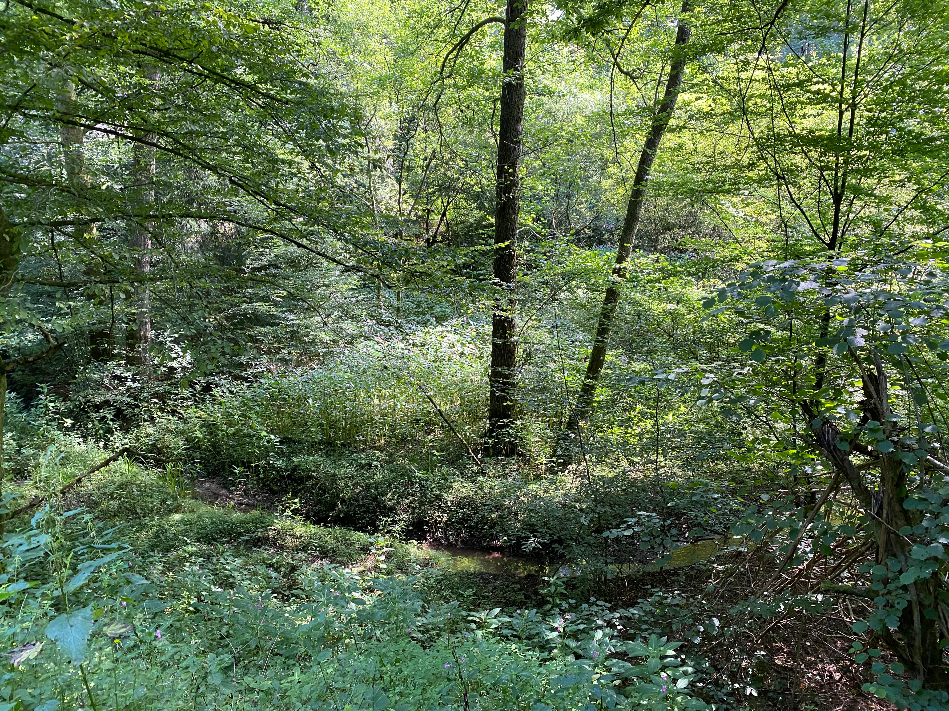 A dense, green forest scene featuring dappled sunlight filtering through tall deciduous trees onto a small, low-lying stream and thick undergrowth.