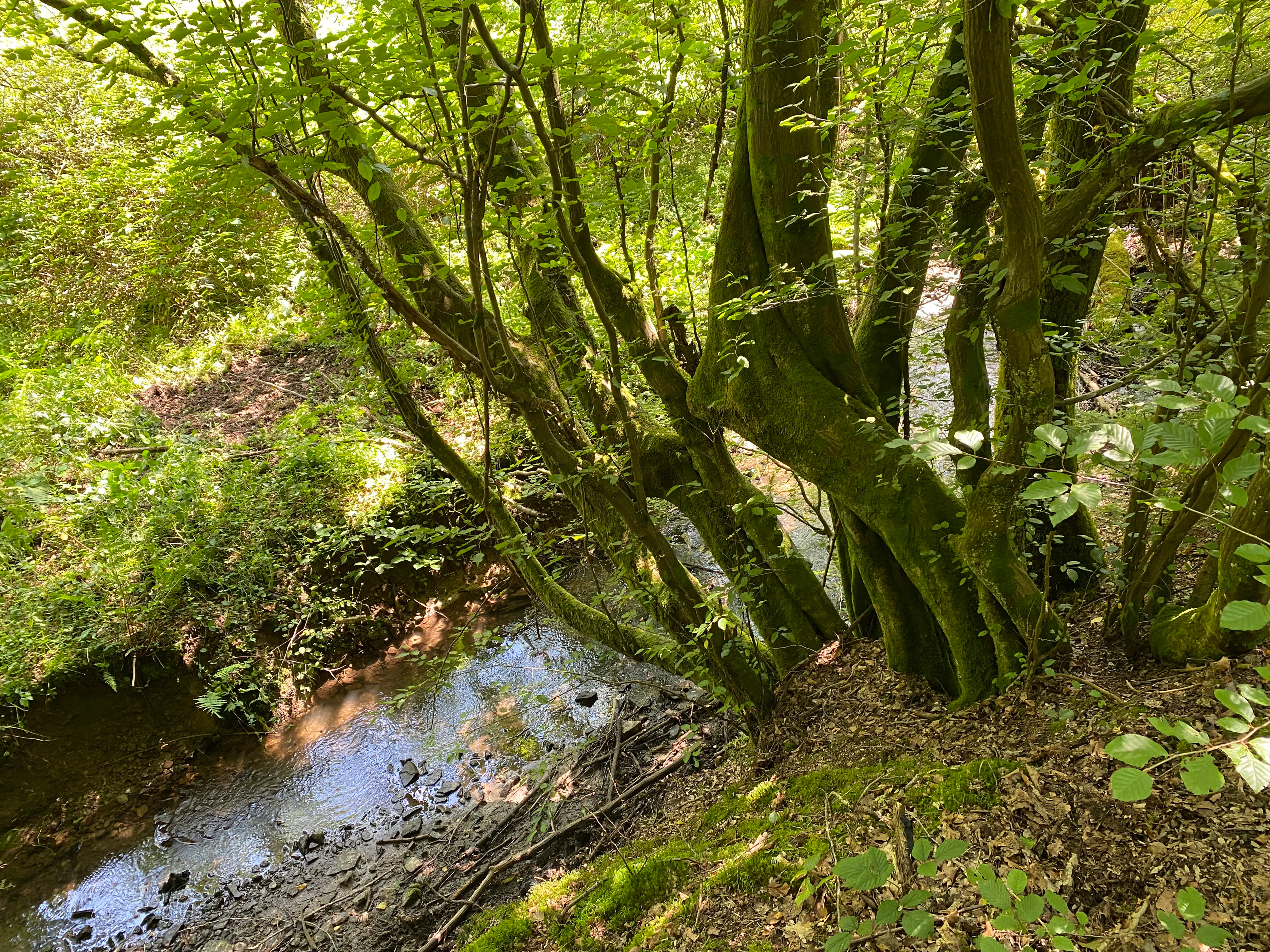 A small, narrow stream flowing through a dense, mossy deciduous forest in the Alemigsiefental nature reserve.