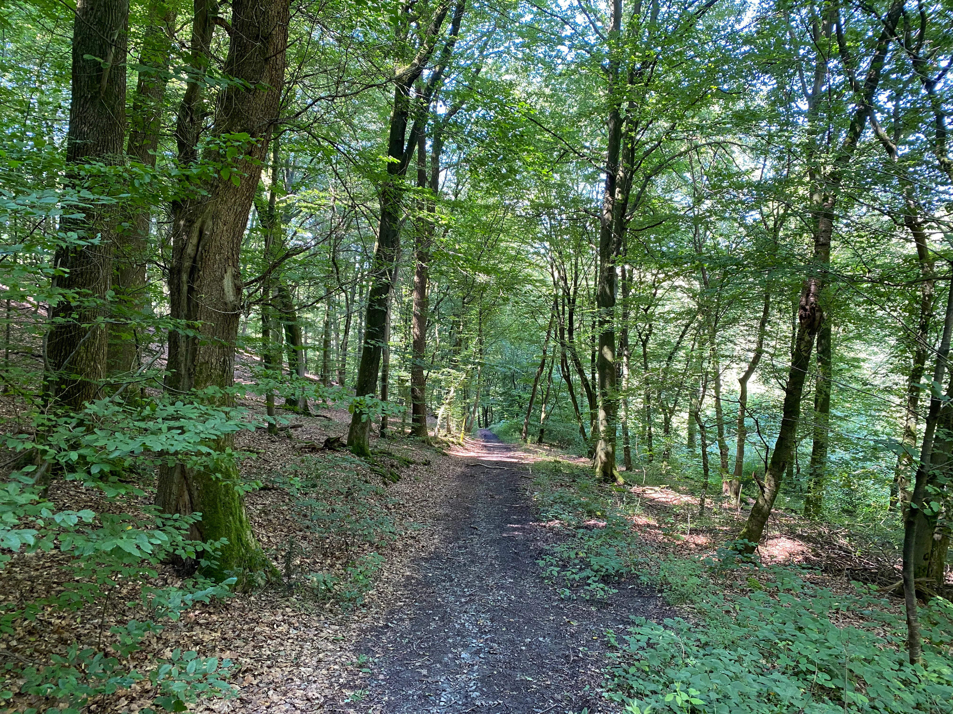A dirt hiking trail leads through a sun-dappled, leafy green forest with tall trees and thick foliage.