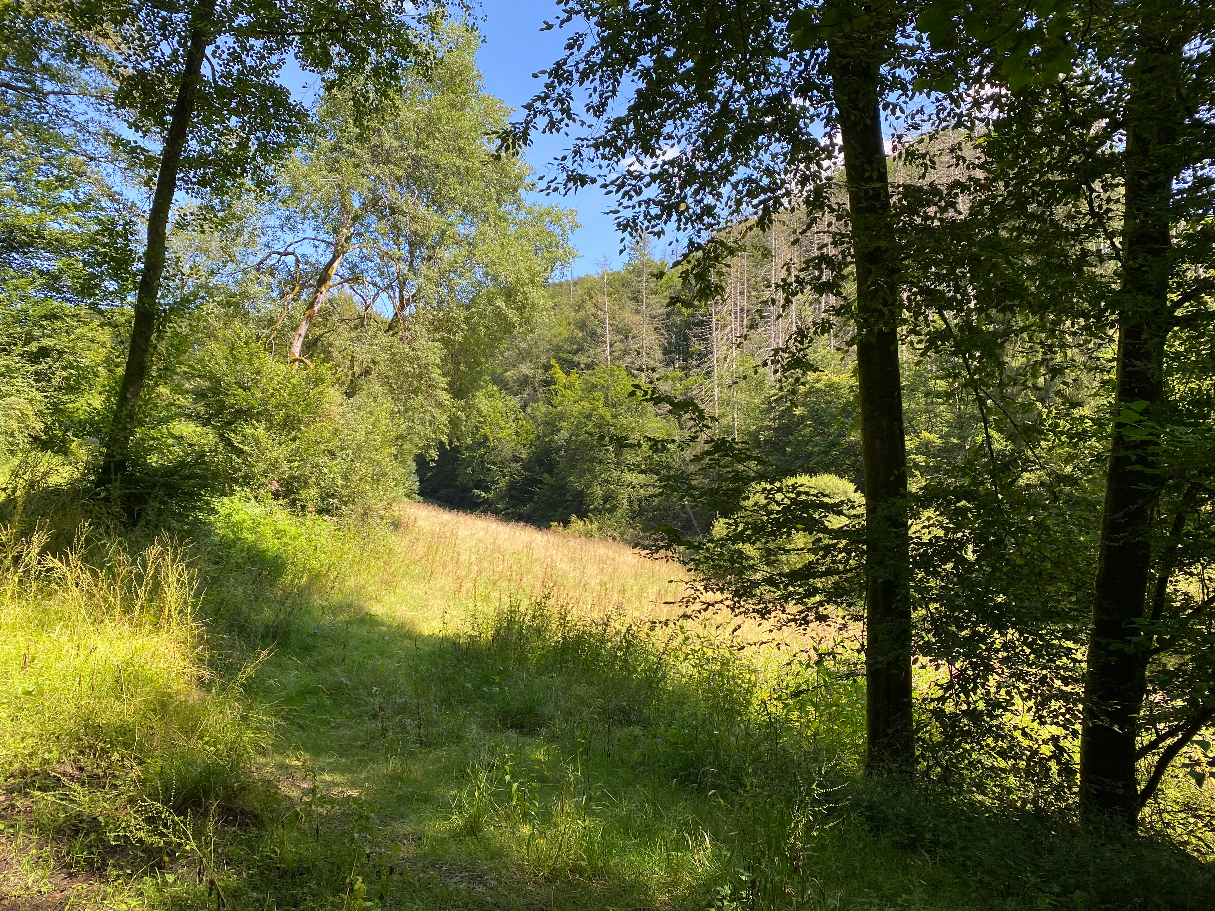 A view of a grassy meadow slope framed by trees, with a forested hillside in the background under a clear blue sky.