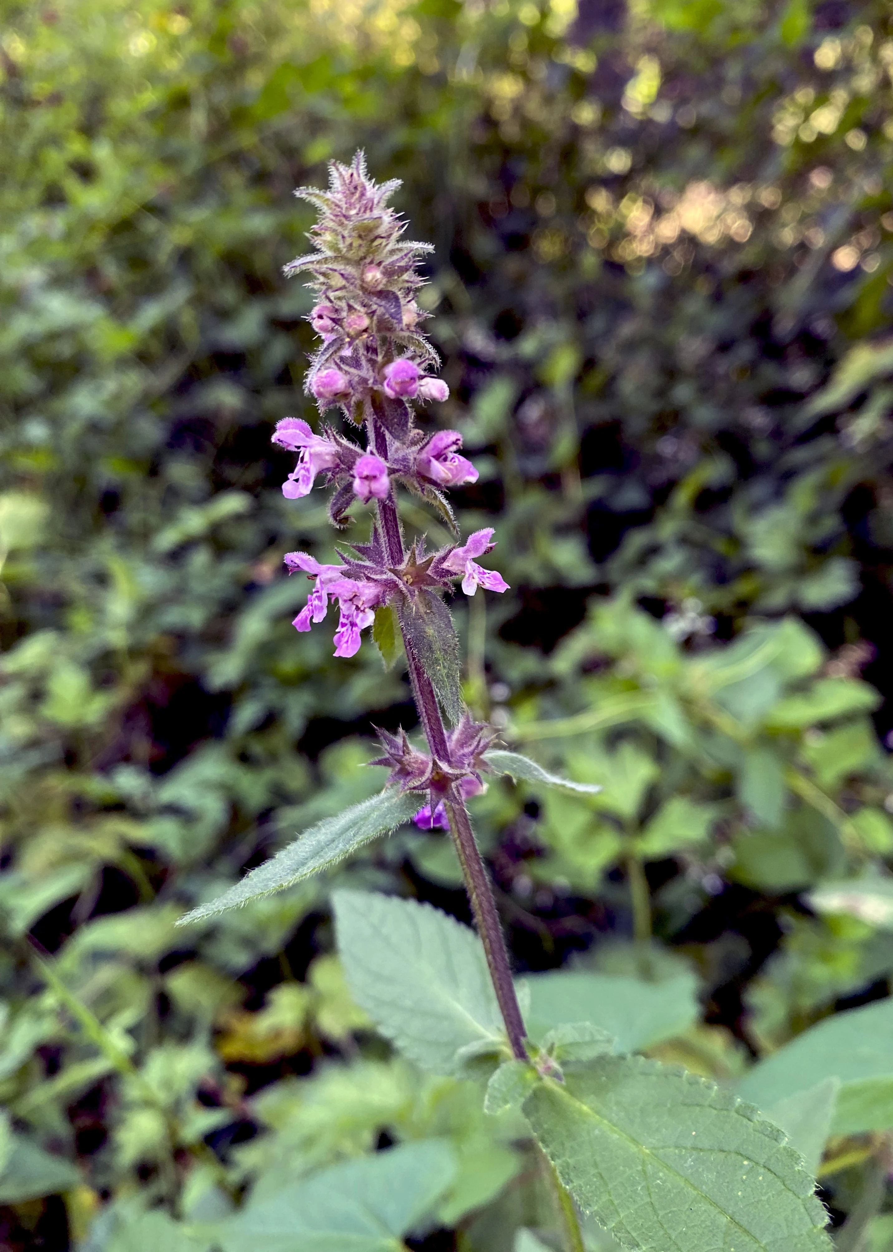 A close-up vertical shot of a Marsh woundwort plant with small purple flowers blooming on a spiked stem against a blurred green background.