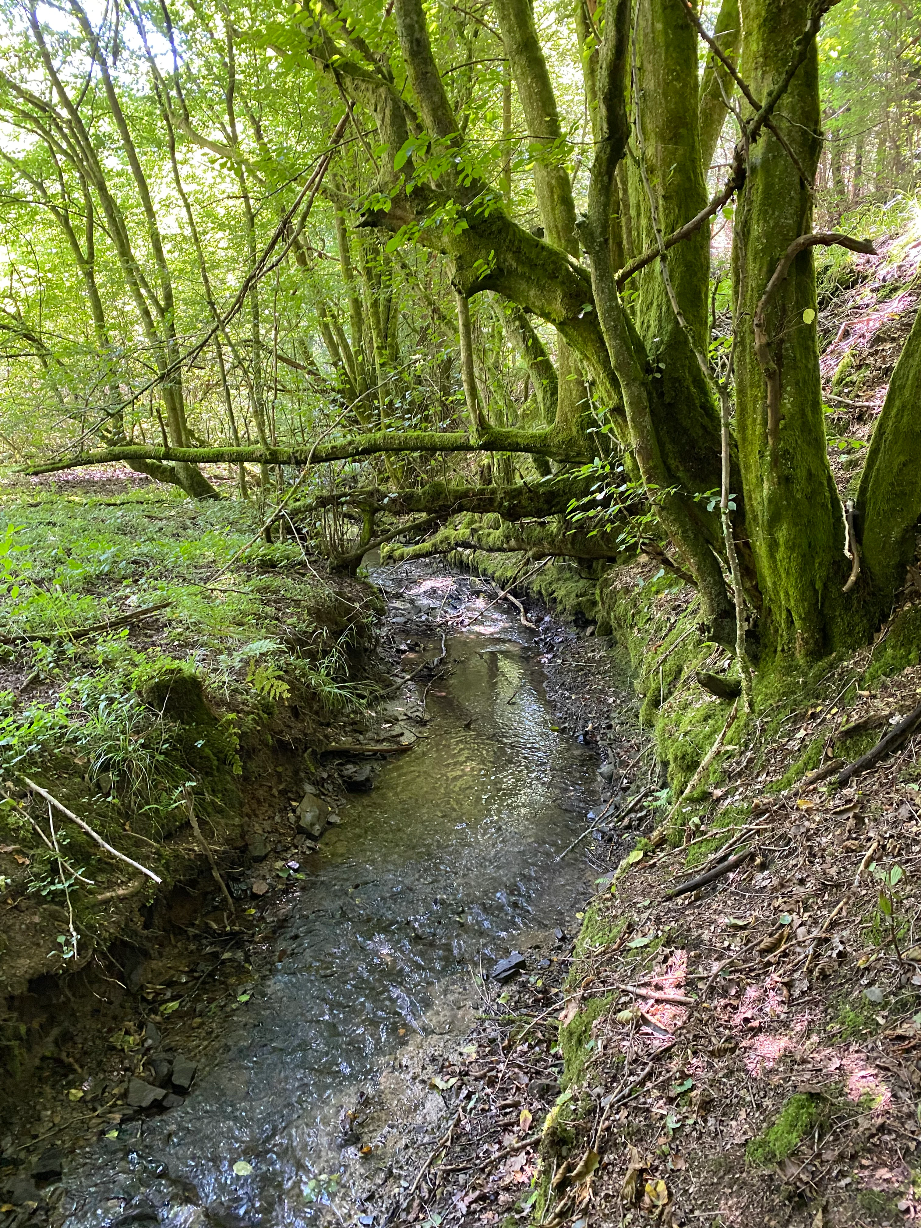 A small, narrow stream flowing between moss-covered tree trunks in a forest setting.