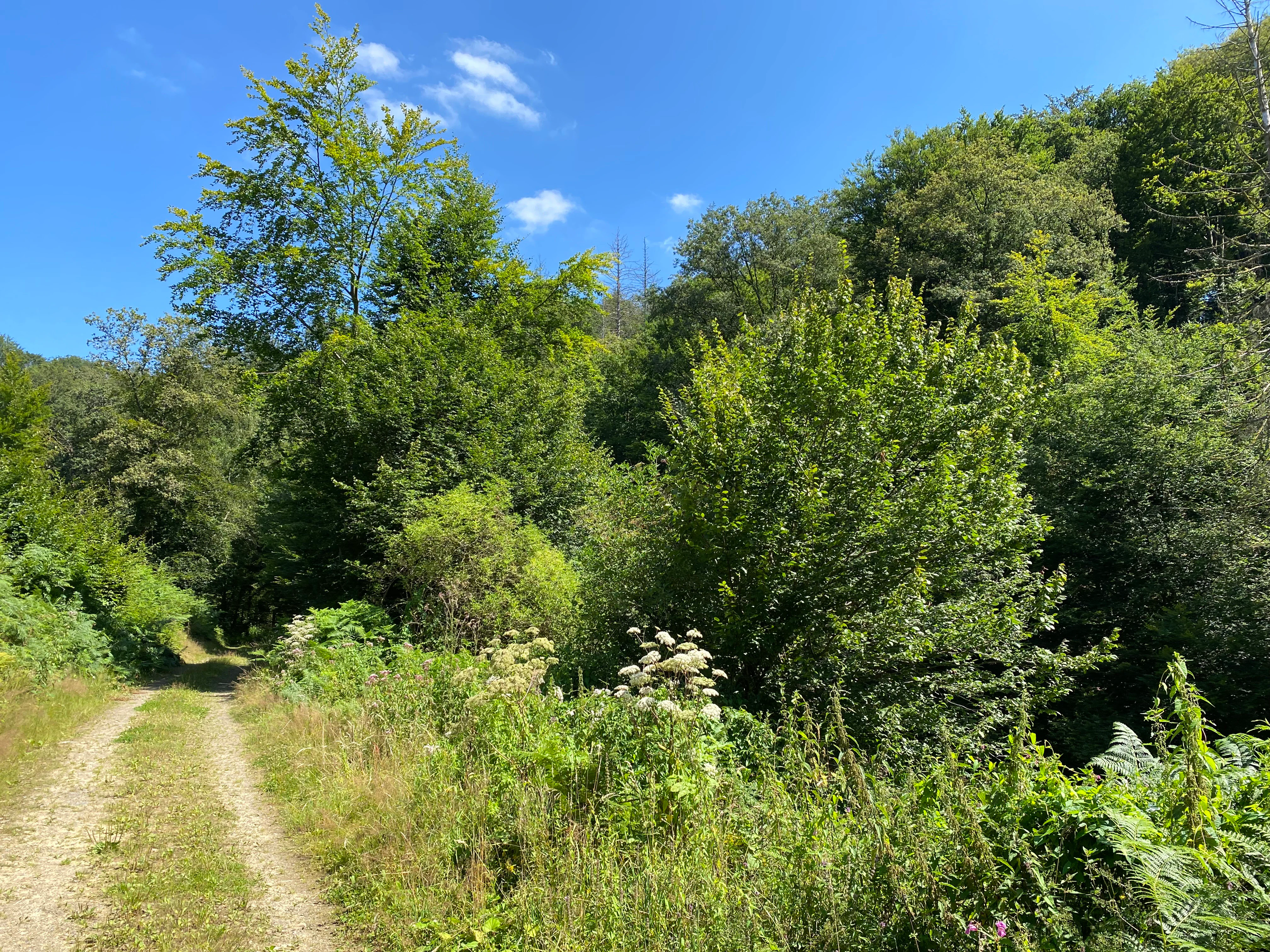A dirt hiking trail stretches into the distance, flanked by dense green deciduous trees and wildflowers under a clear blue sky.