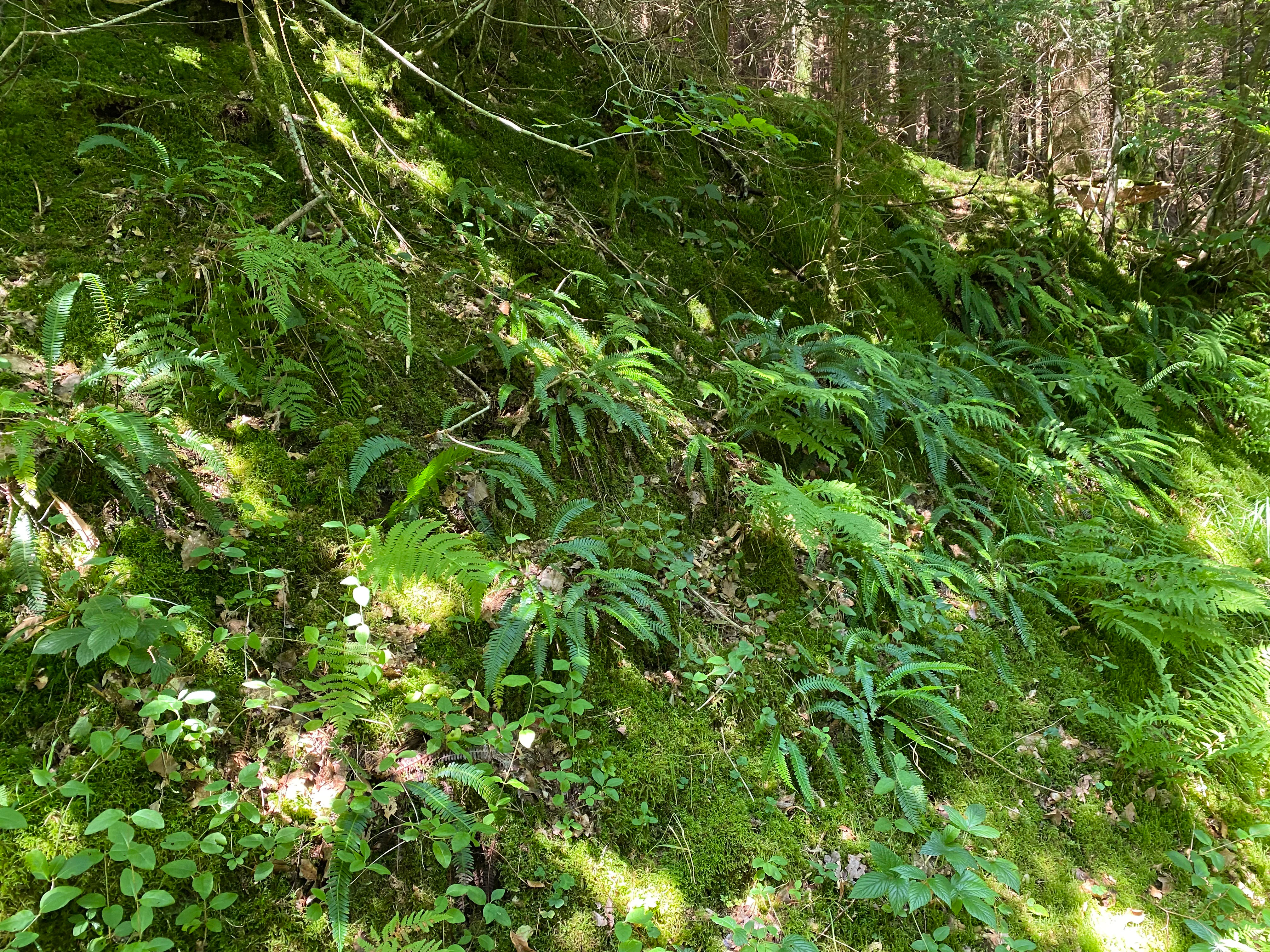 A close-up view of a sloping forest floor carpeted in green moss and various types of ferns, with dappled sunlight filtering through the trees.