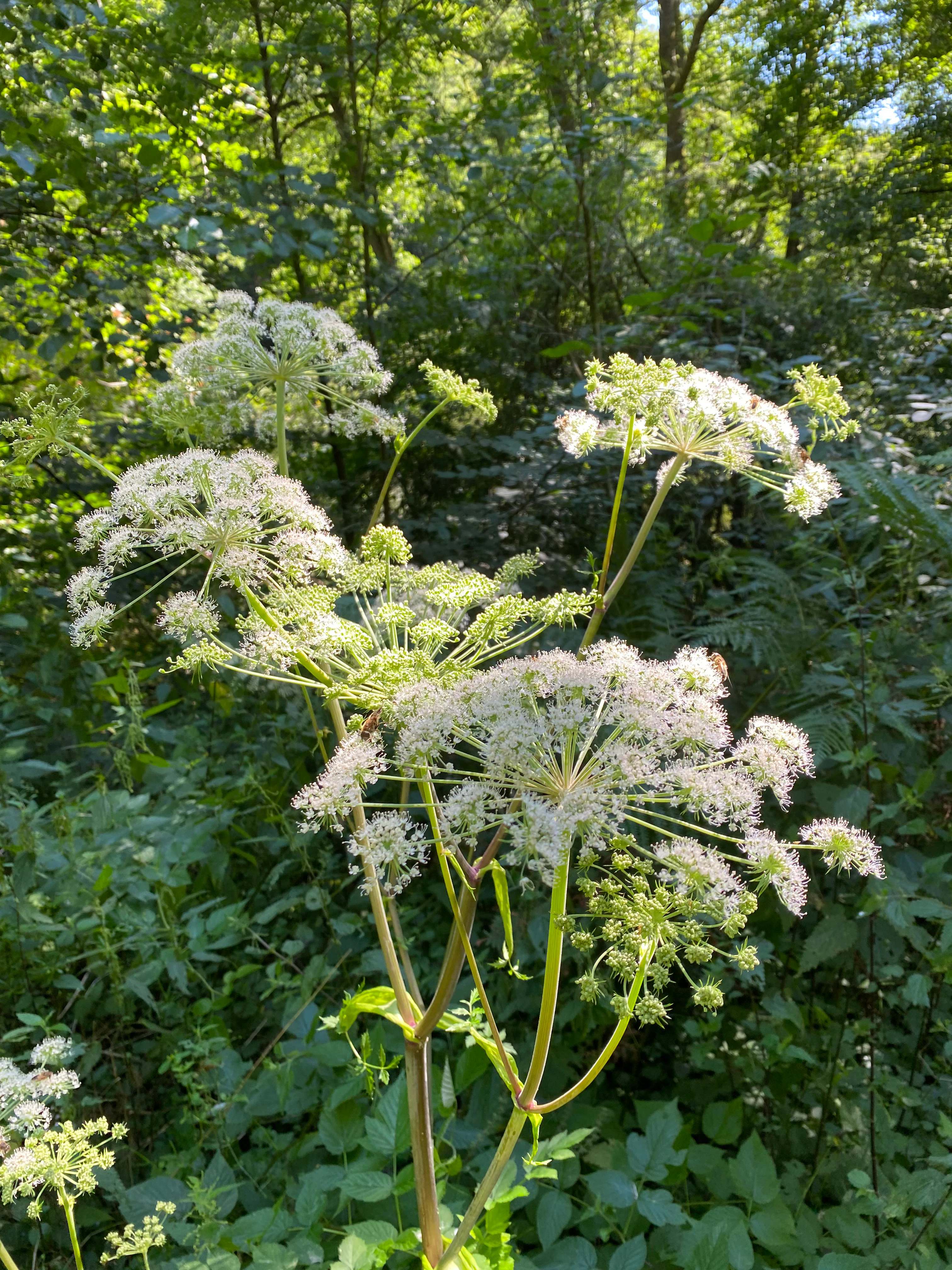 A close up view of white umbel flower clusters of Wild Angelica, Angelica sylvestris, growing against a backdrop of dense green forest foliage.