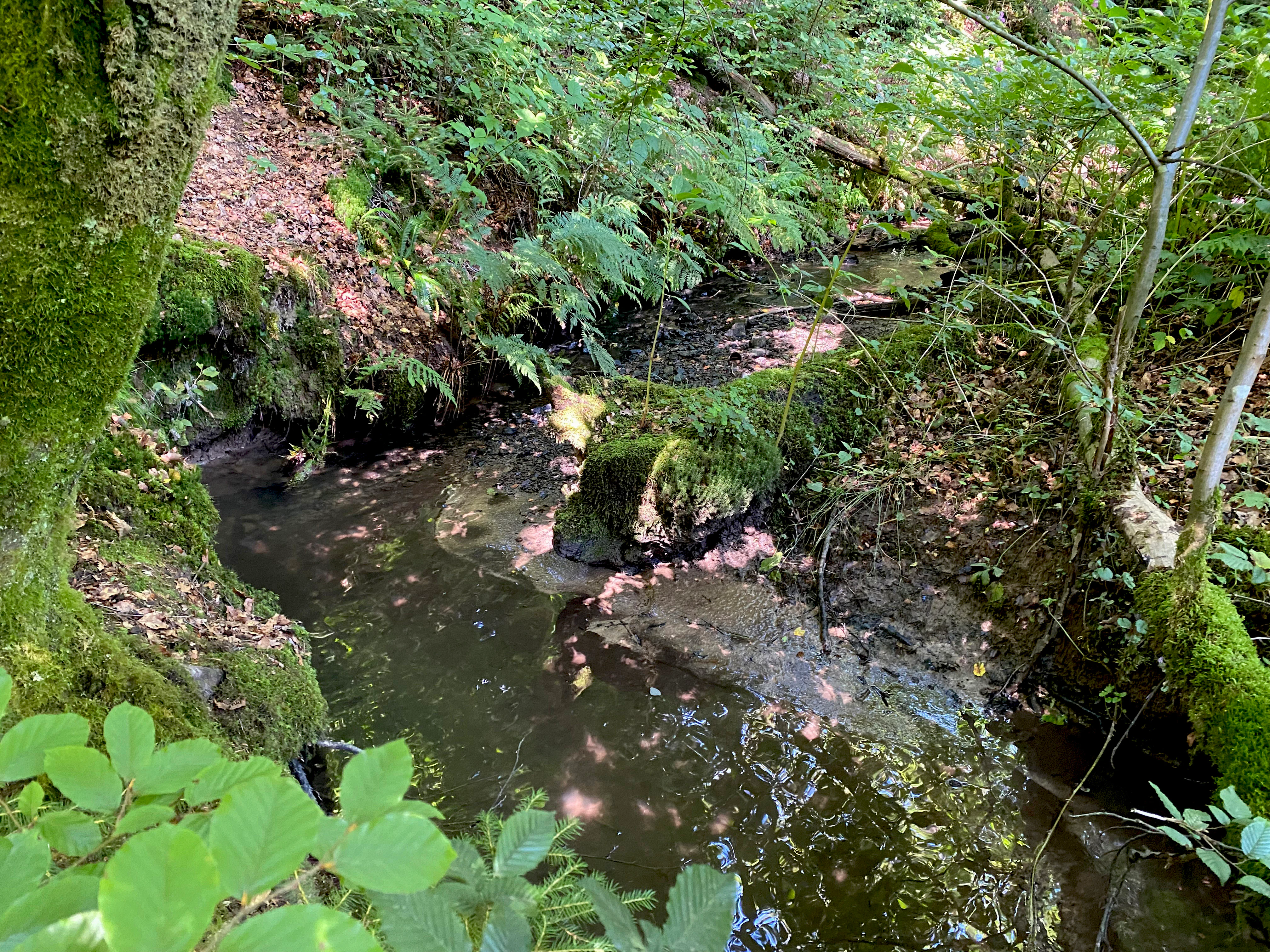 A small, dark-watered forest stream flows through a shaded, moss-covered woodland area with dense green ferns and foliage.