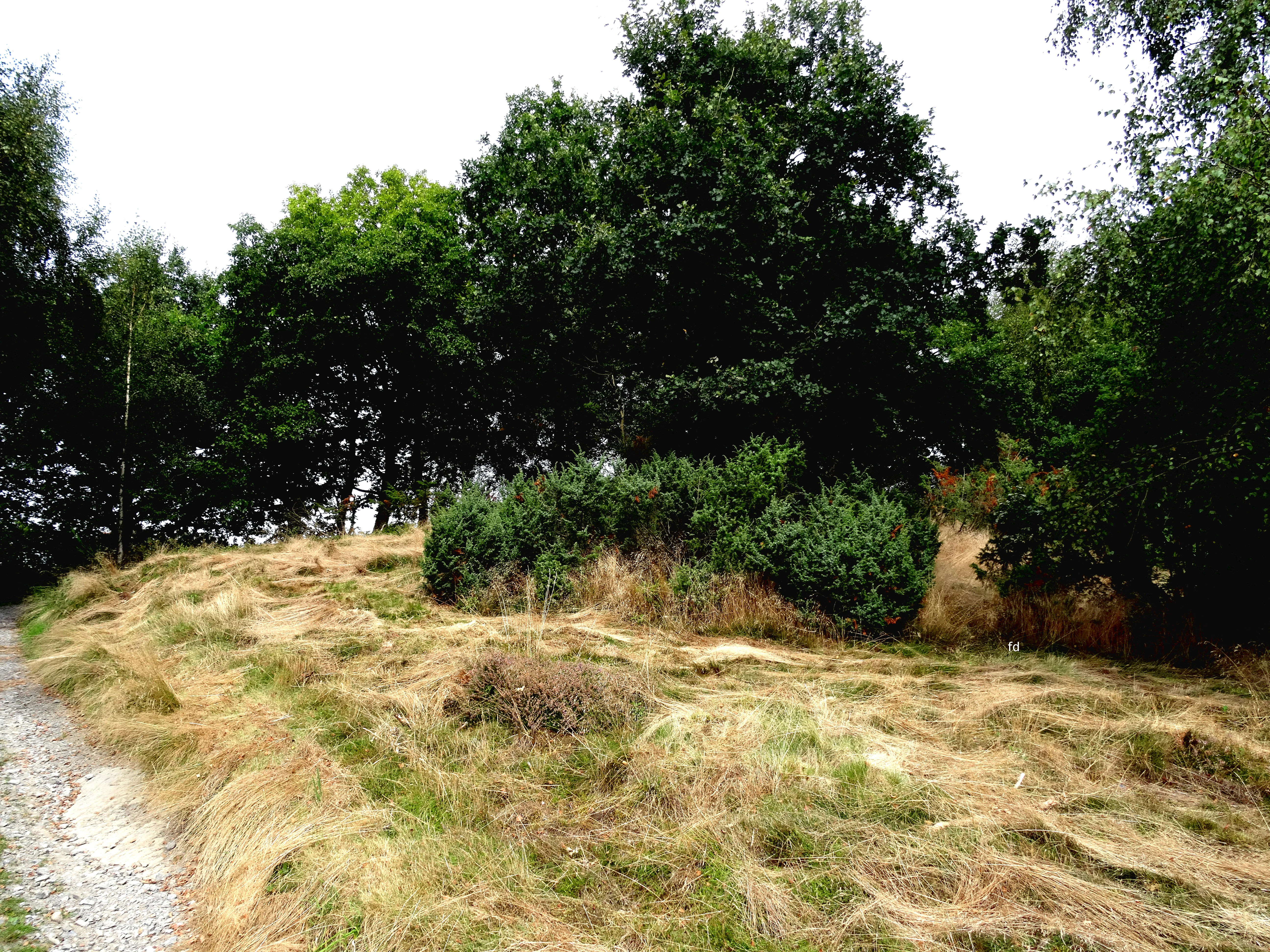A grassy, dry field bordered by a dirt path on the left and a dense line of mature green trees in the background.