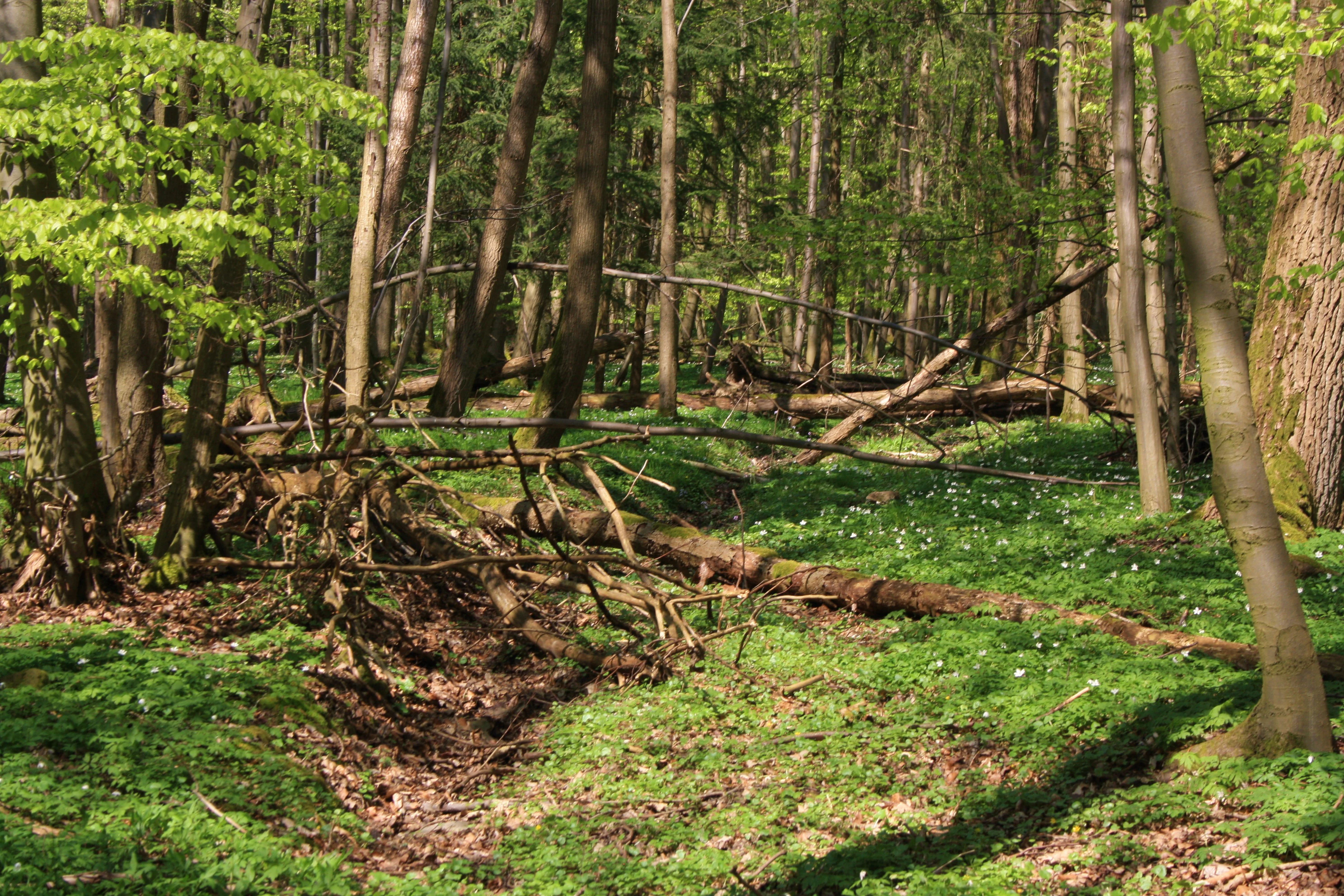 A view of a dense forest floor with fallen logs, leaf litter, and a covering of small white spring flowers under a canopy of light green leaves.