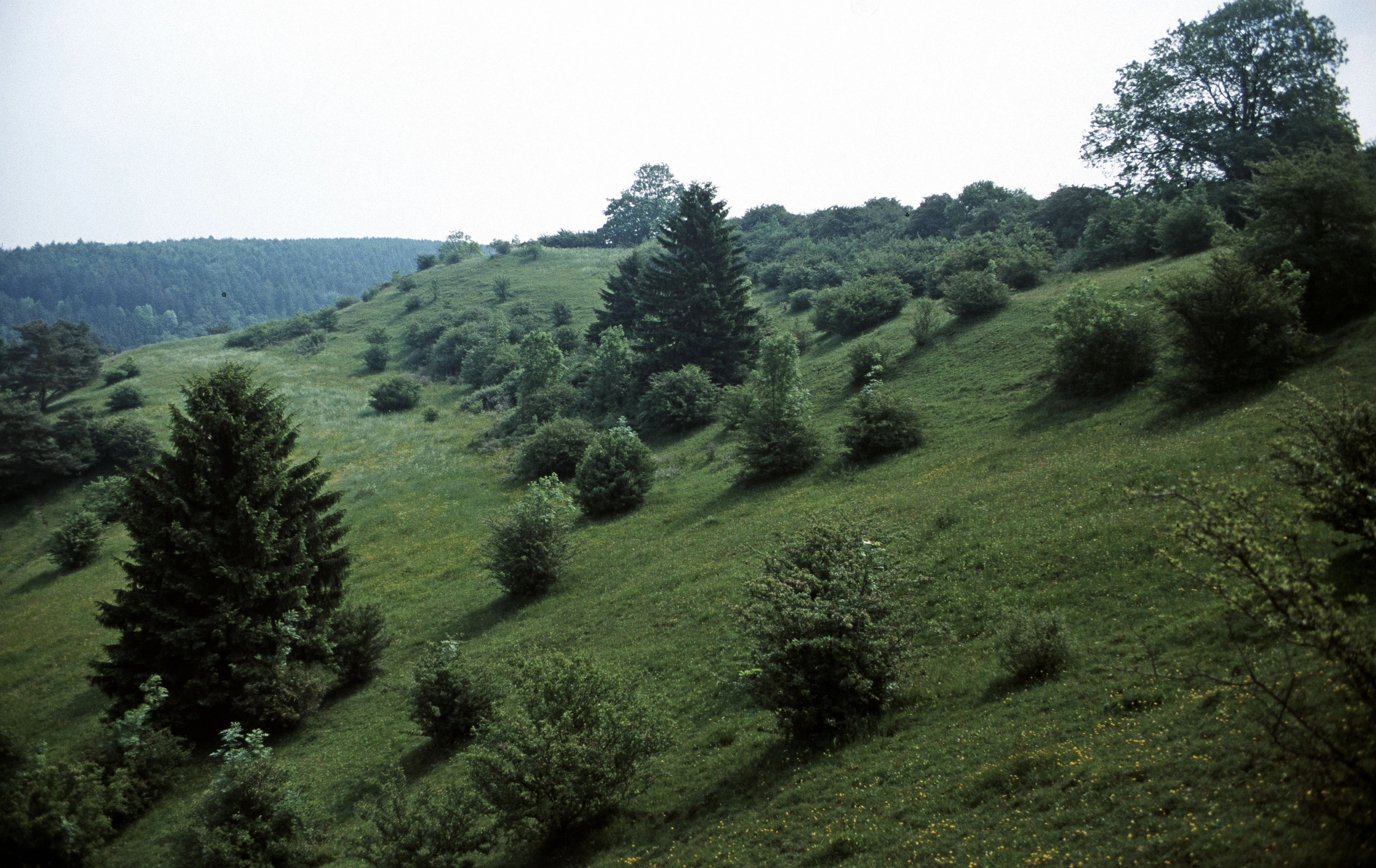 A wide view of a grassy, hilly landscape in Germany, featuring scattered shrubs and coniferous trees on a gentle slope under an overcast sky.