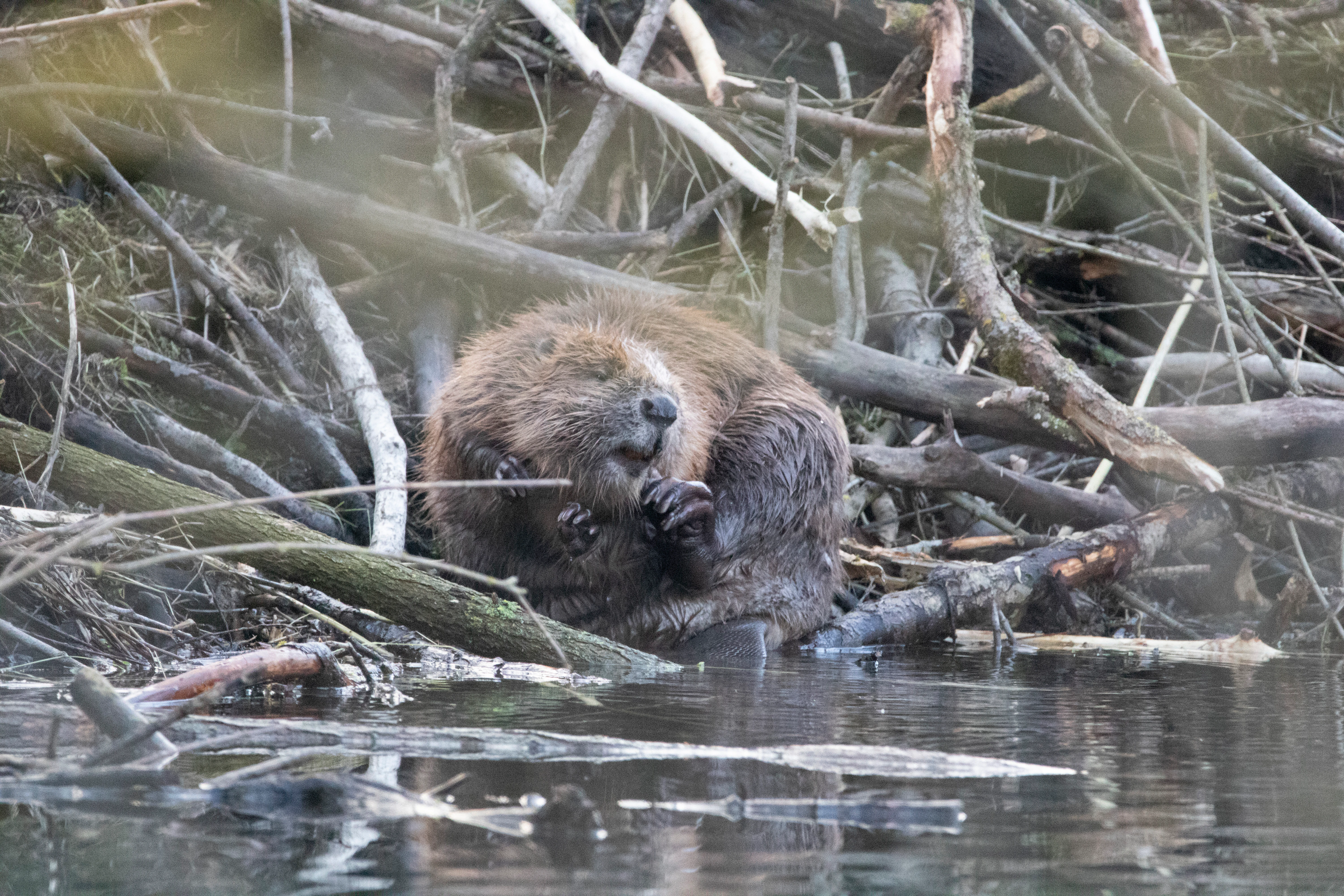A brown beaver sitting on the riverbank amid fallen branches and sticks, grooming itself near the water edge.