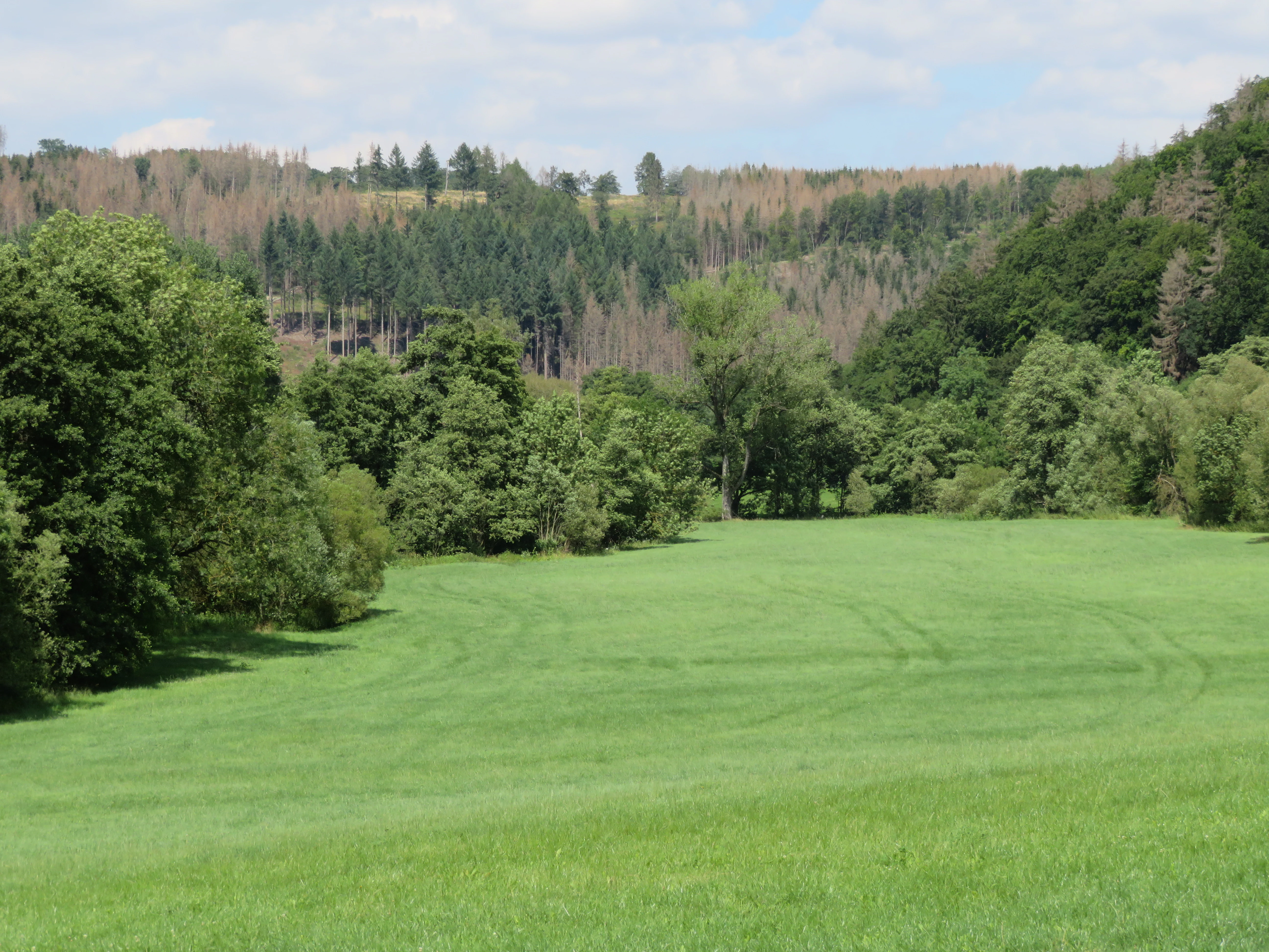 A wide, green meadow fills the foreground, leading toward a mix of dense deciduous and coniferous trees on a hilly slope in the background under a blue sky.