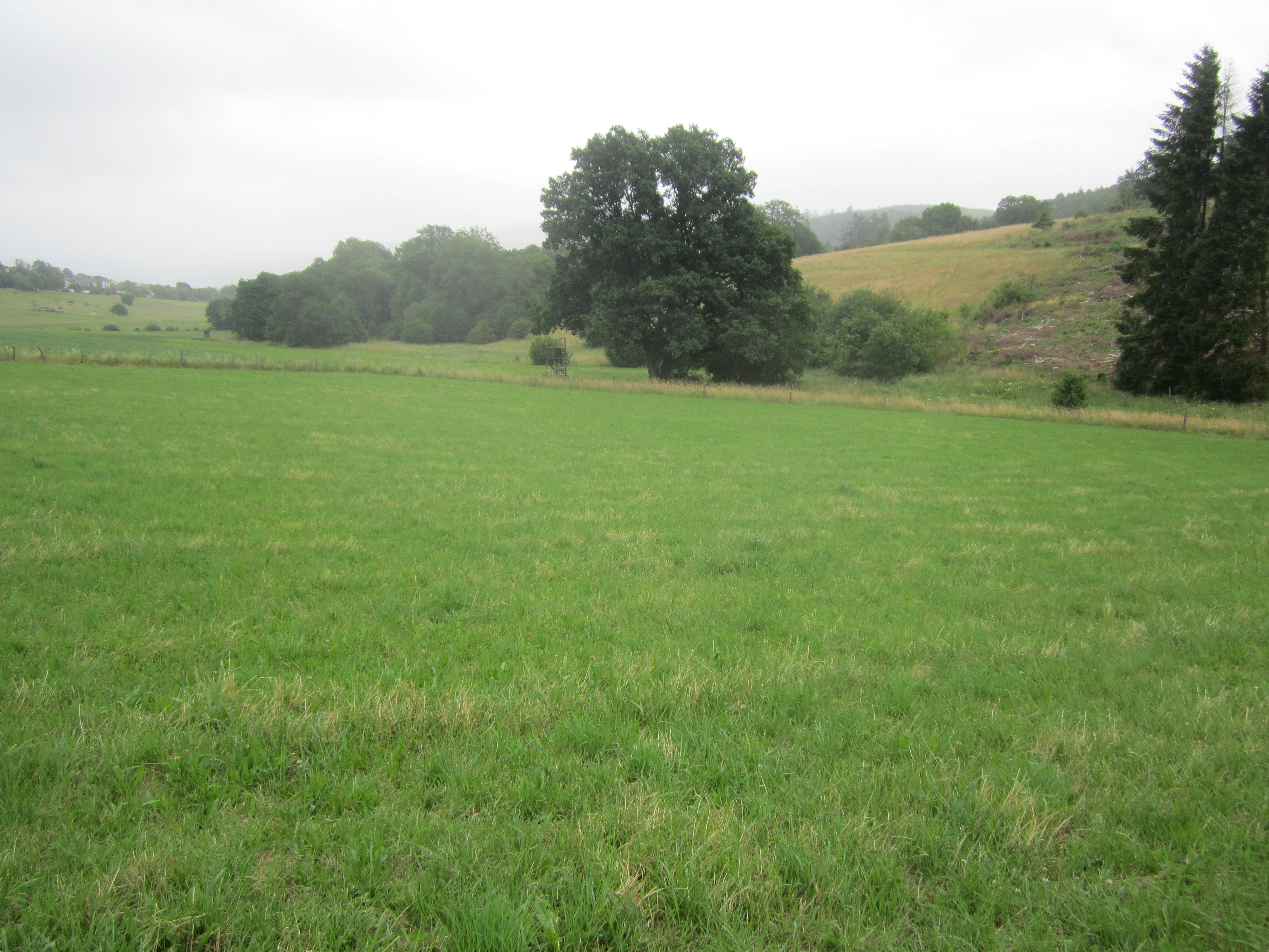 A wide landscape view of a green meadow in the Oberes Elsetal nature reserve, with scattered trees and gentle hills under an overcast sky.