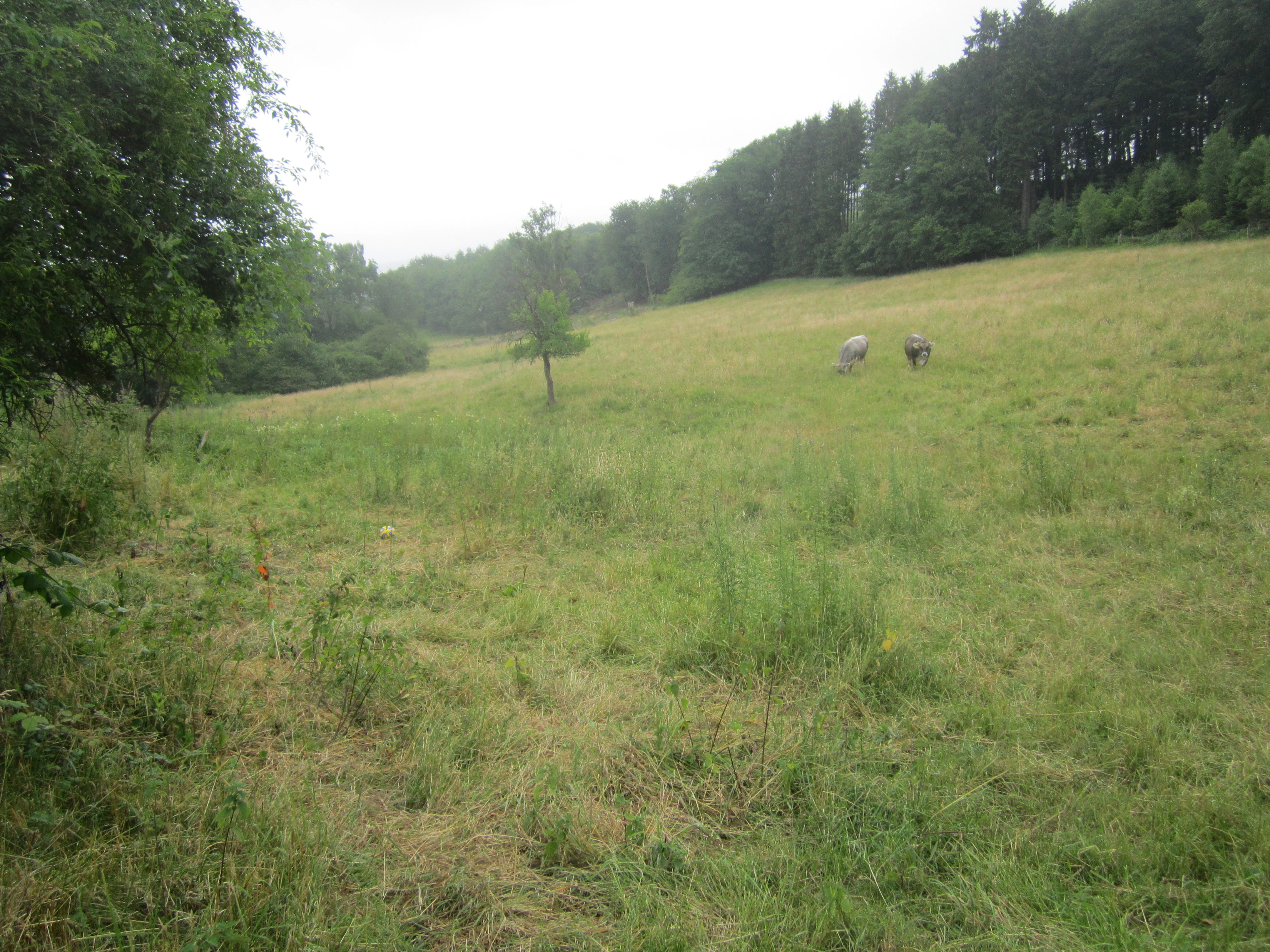 A wide view of a gently sloping grassy meadow in the Oberes Elsetal nature reserve, bordered by a dense forest on the right, with a few grazing animals in the distance.