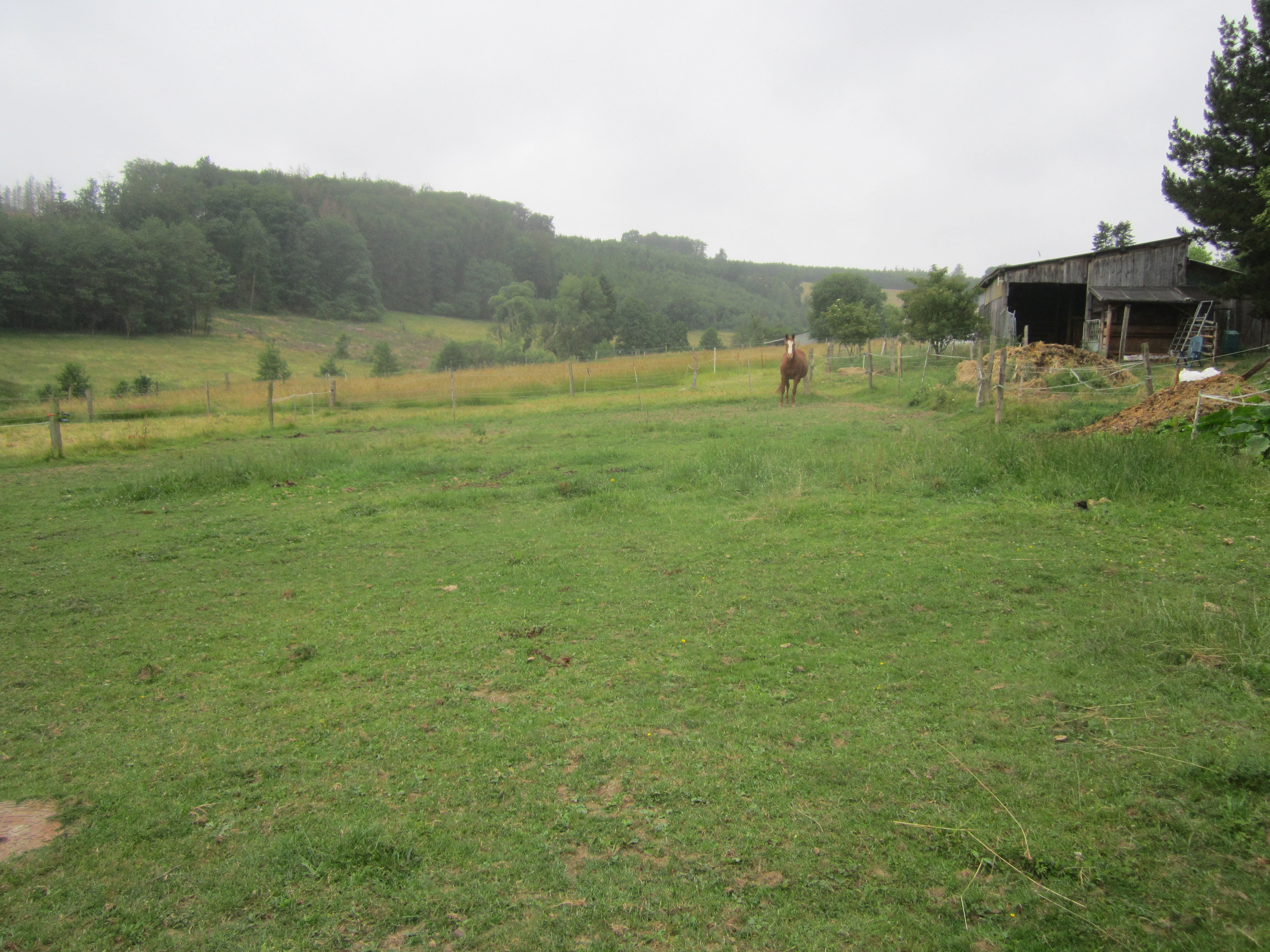 A green pasture with a horse standing in the middle distance; a small rustic wooden barn is on the right, with a forested hillside in the background under a cloudy sky.