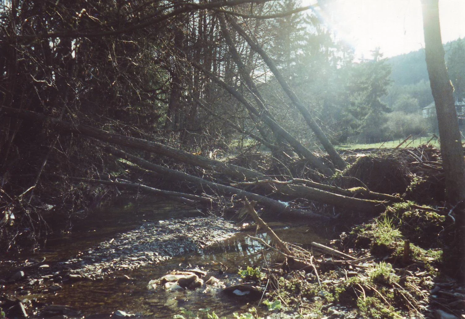 Un río poco profundo y serpenteante fluye a través de un bosque denso con varios árboles caídos que cruzan las orillas en la Naturschutzgebiet Oberes Hoppecketal.