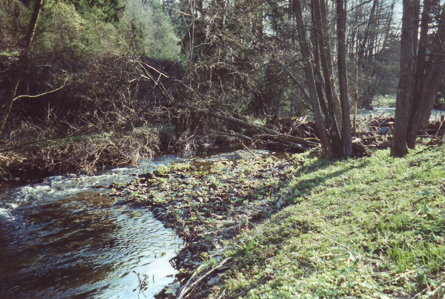 Un pequeño río caudaloso con orillas rocosas rodeado de densos árboles forestales en una reserva natural.