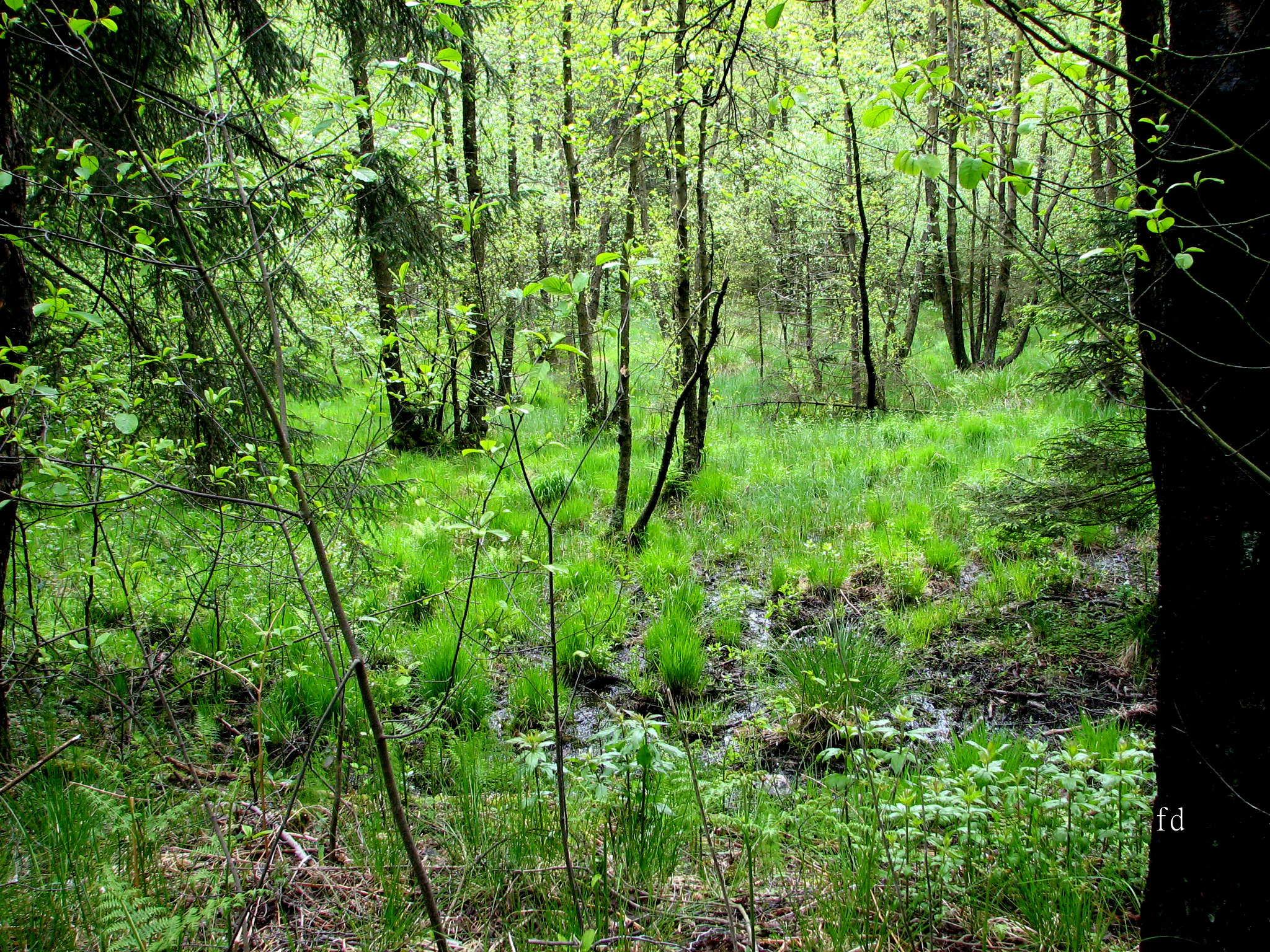 A lush, green forest scene in springtime, featuring tall trees and a small, shallow stream flowing through a wetland area with grasses and mossy patches.