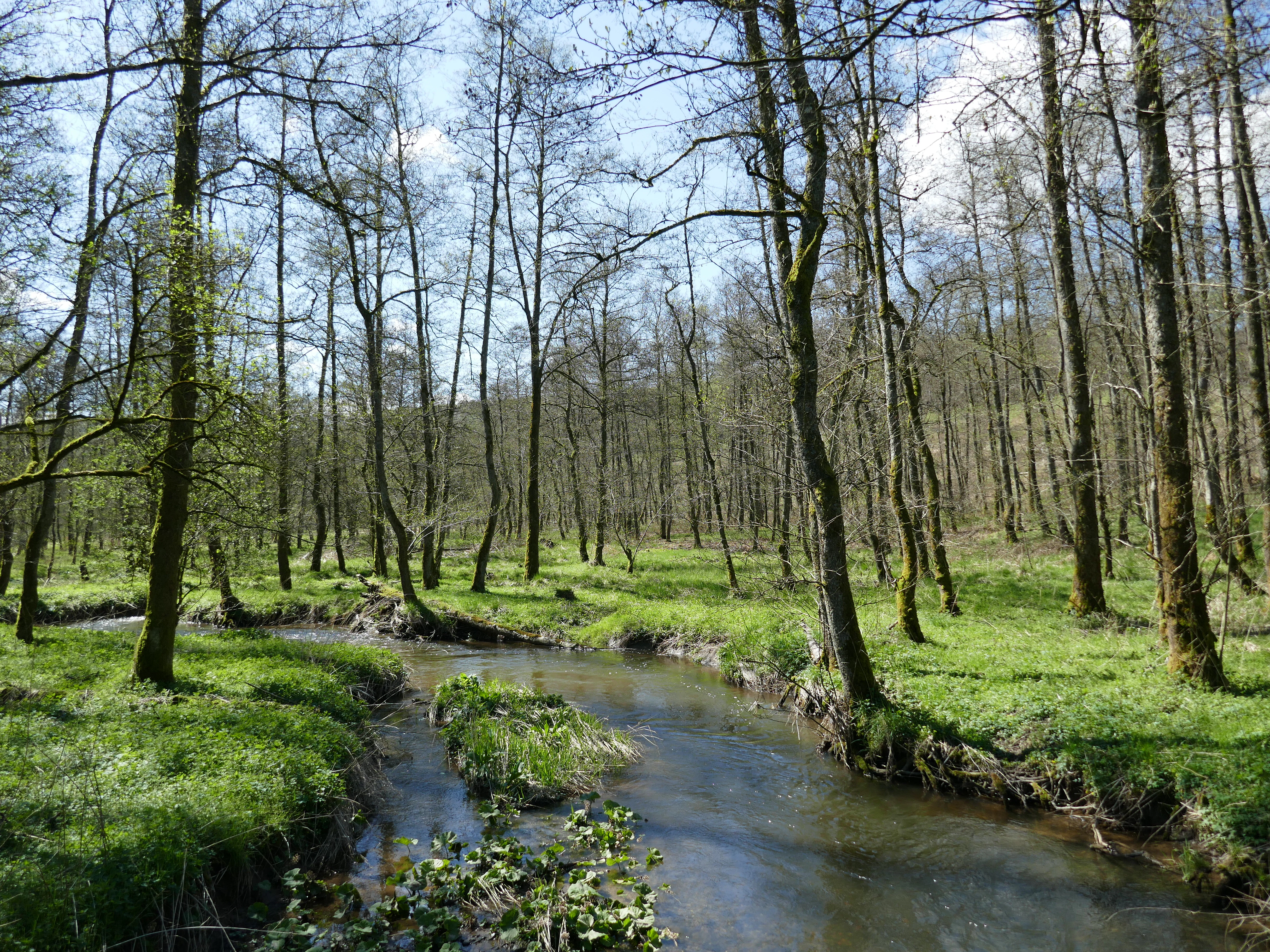 A small, winding river flows through a vibrant green, deciduous forest in spring, with trees lining the riverbanks.