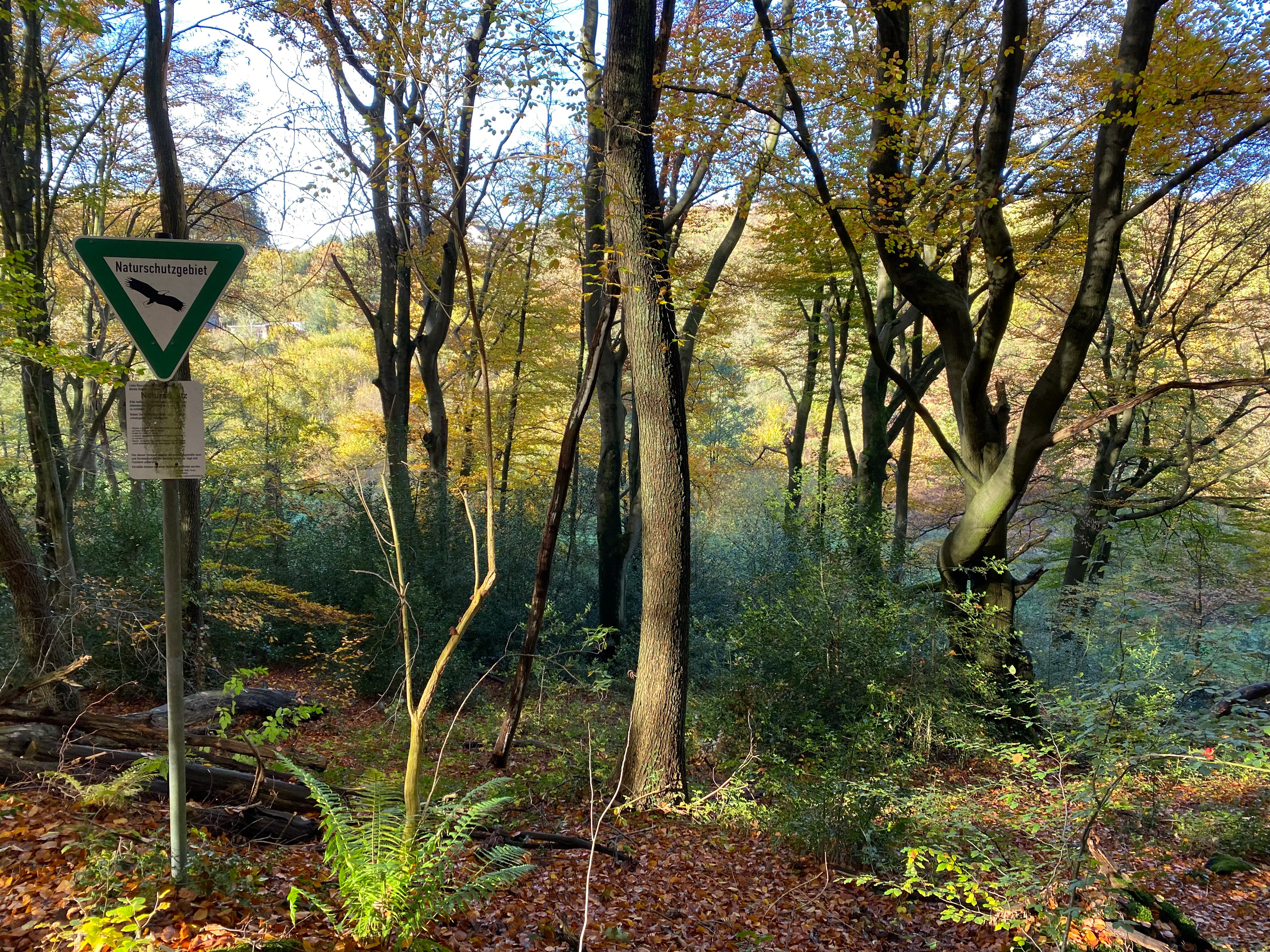A triangular green nature reserve sign on a metal pole stands in a deciduous forest during autumn.