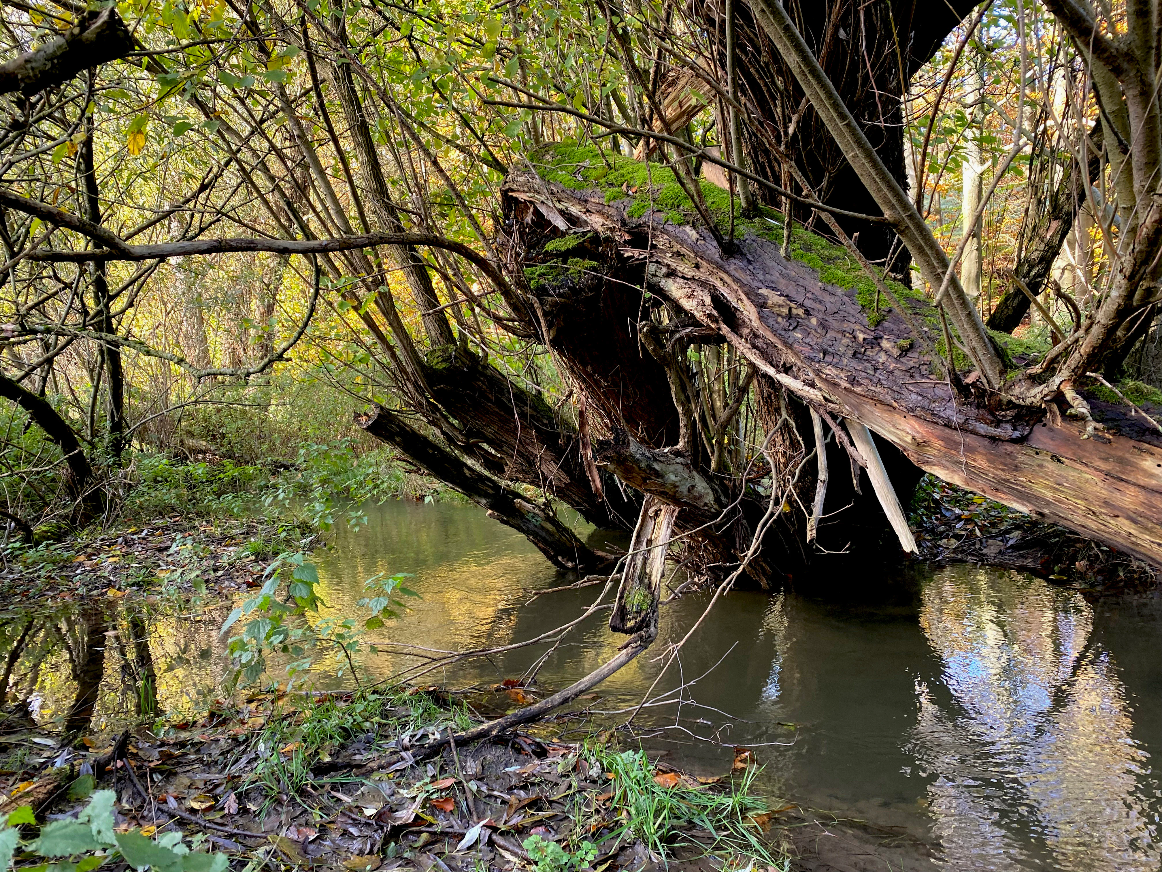 A small, quiet stream meanders through a wooded area with a large, mossy fallen tree trunk partially submerged in the water.