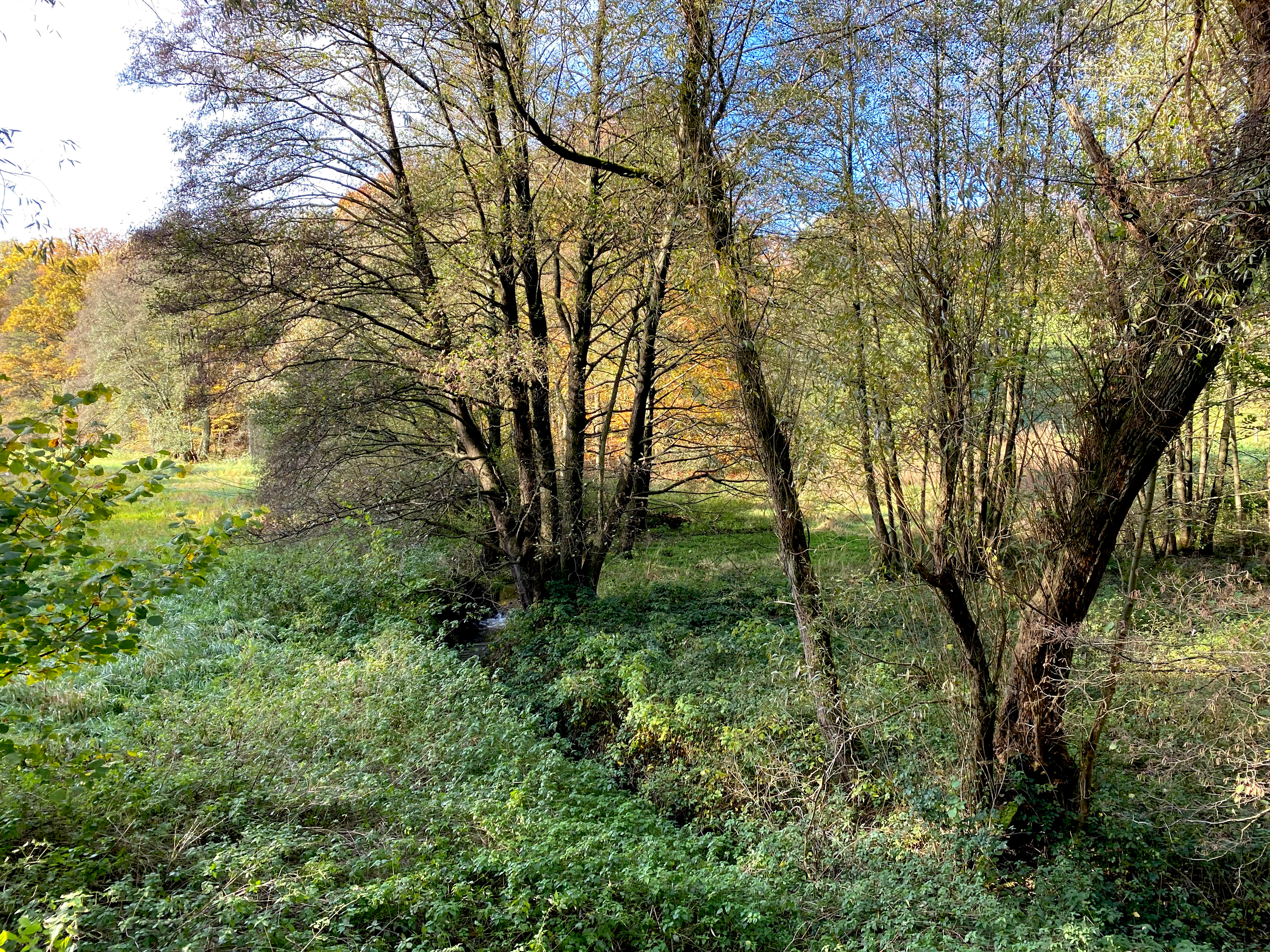 A small stream flows through a forested valley with dense undergrowth and deciduous trees during autumn.