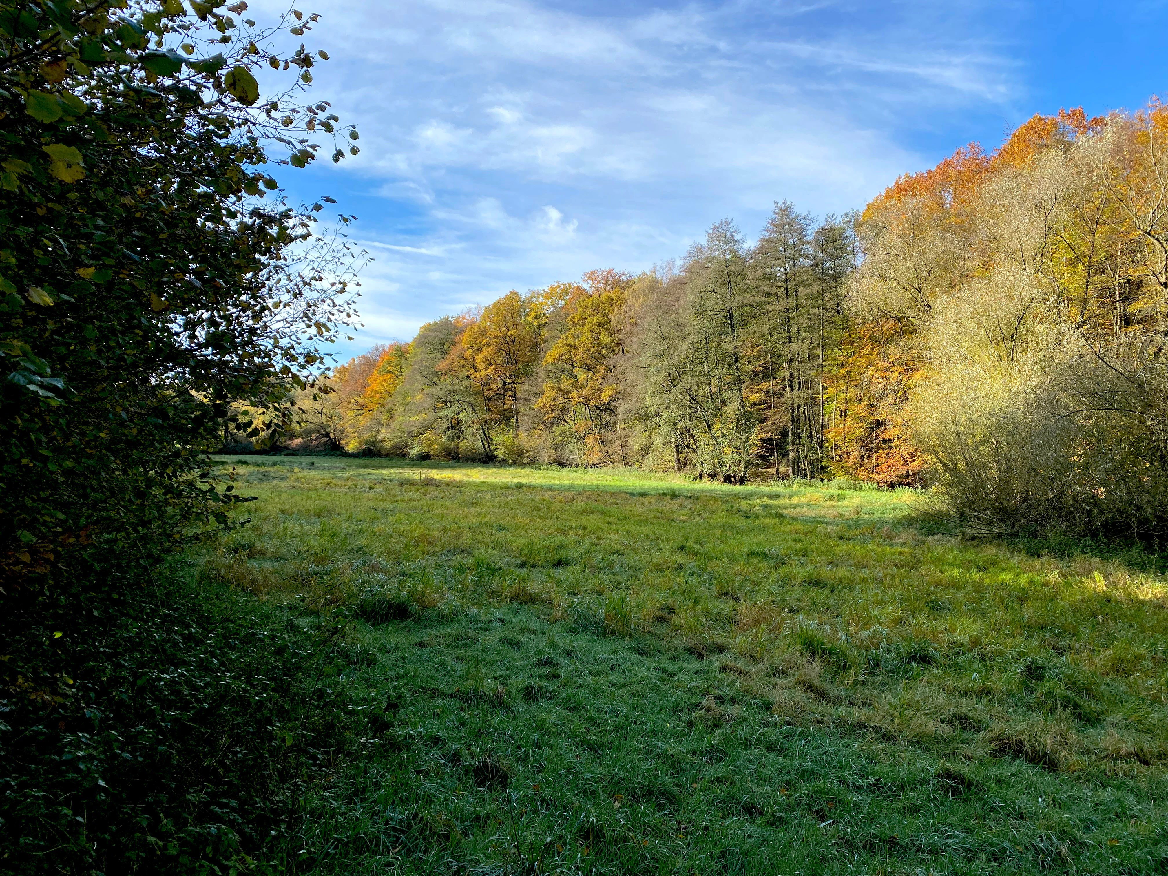 A wide view of an open green meadow bordered by a line of deciduous trees with autumn foliage under a blue sky.