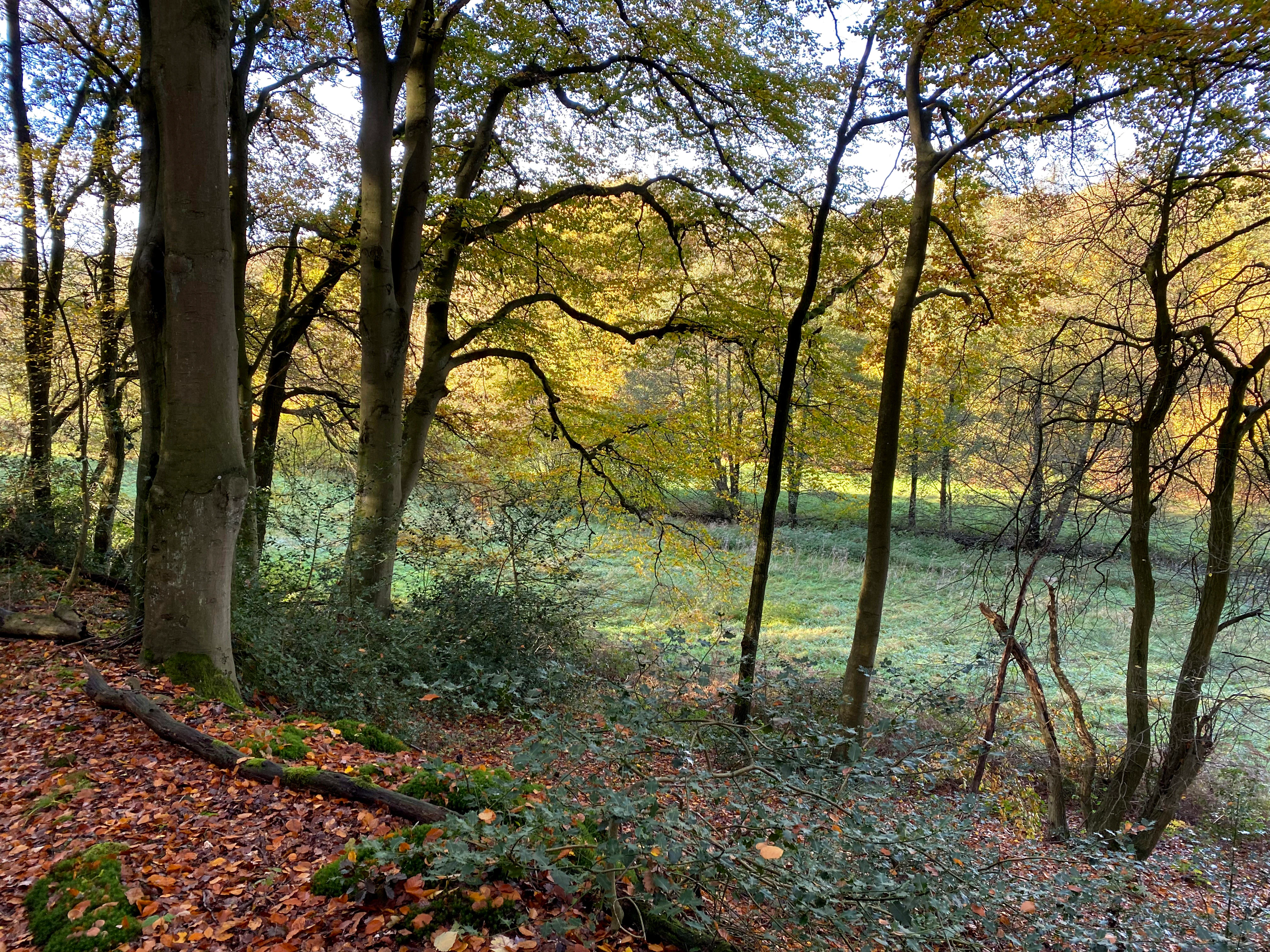A view through a line of trees into a forest clearing during autumn, with orange and brown leaves covering the ground and yellowing foliage on the trees.