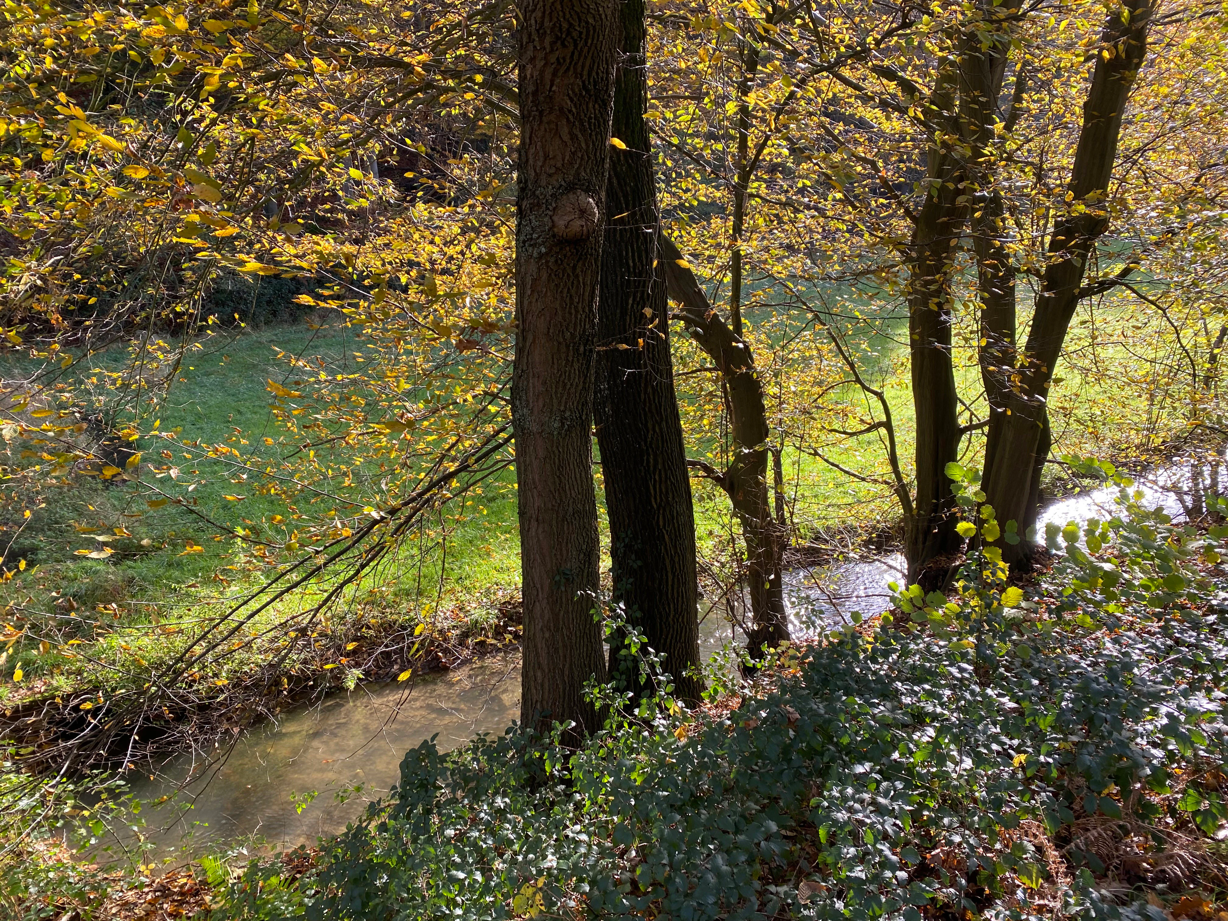 A small, shallow stream winds through a wooded area with yellow-leaved autumn trees and a grassy bank in the background.