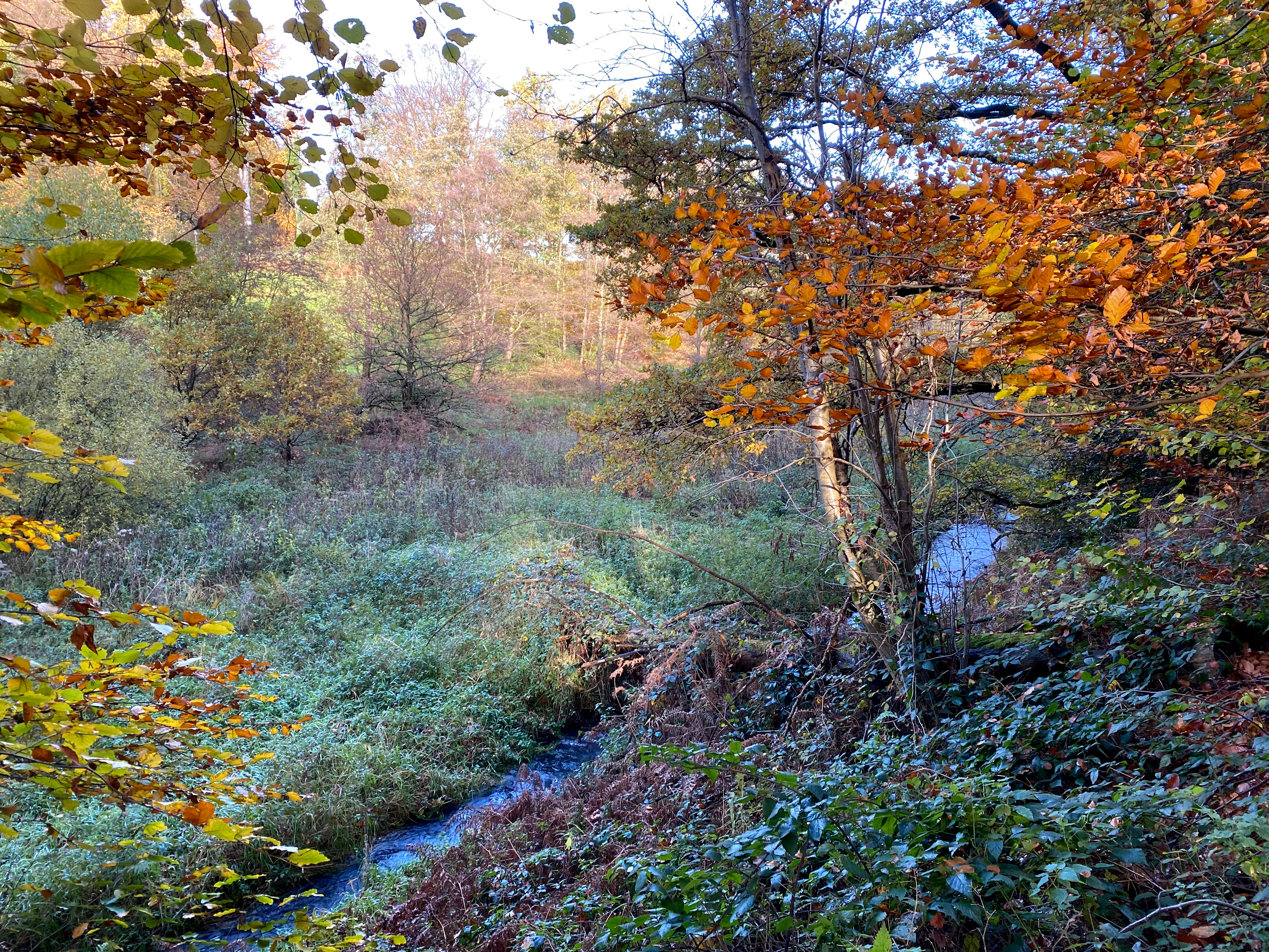 A small blue stream flowing through a lush, wooded valley with autumn leaves on the trees.
