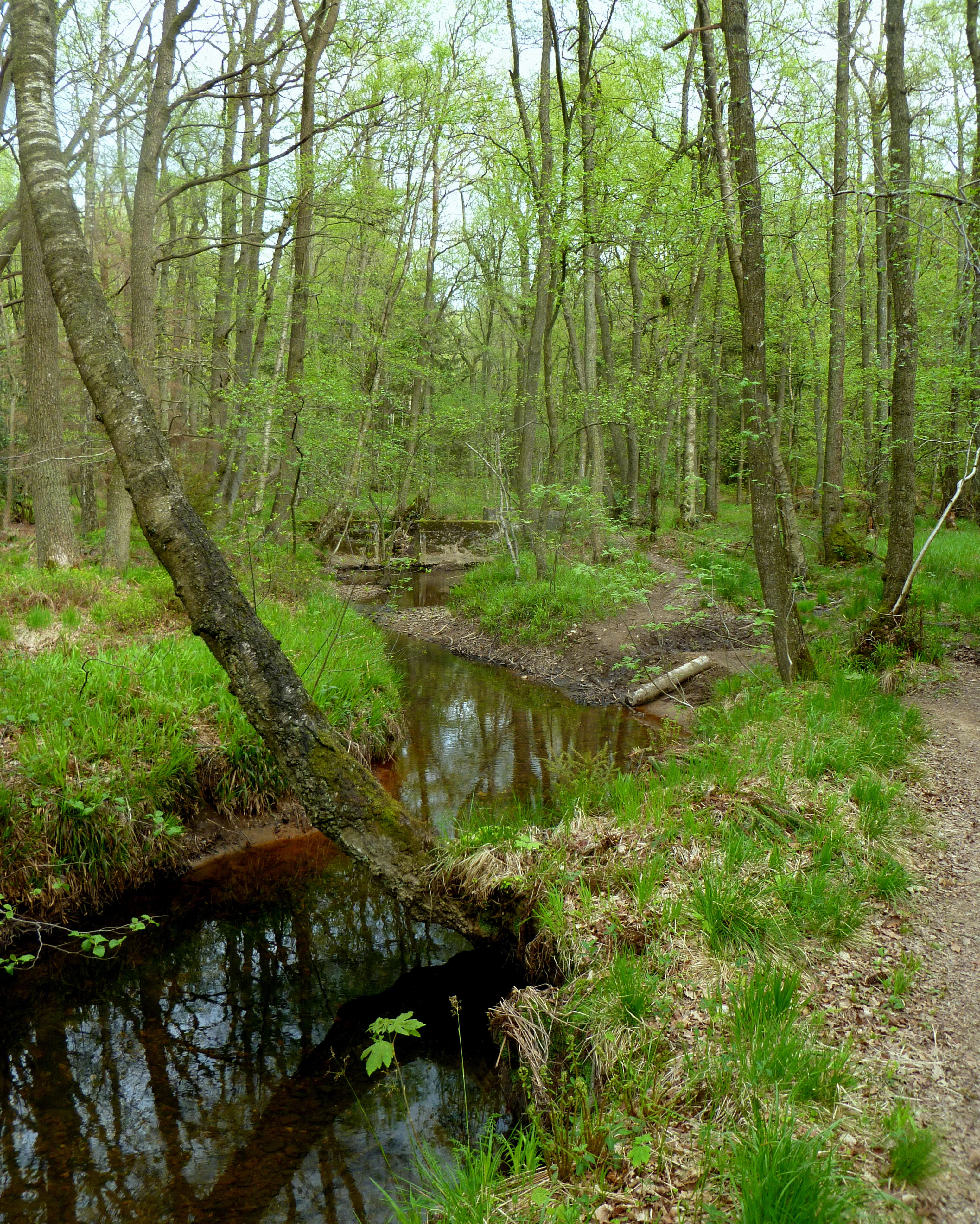 A small, dark, winding stream flows through a dense forest with light green spring foliage, featuring a leaning tree over the water and a narrow dirt path along the bank.