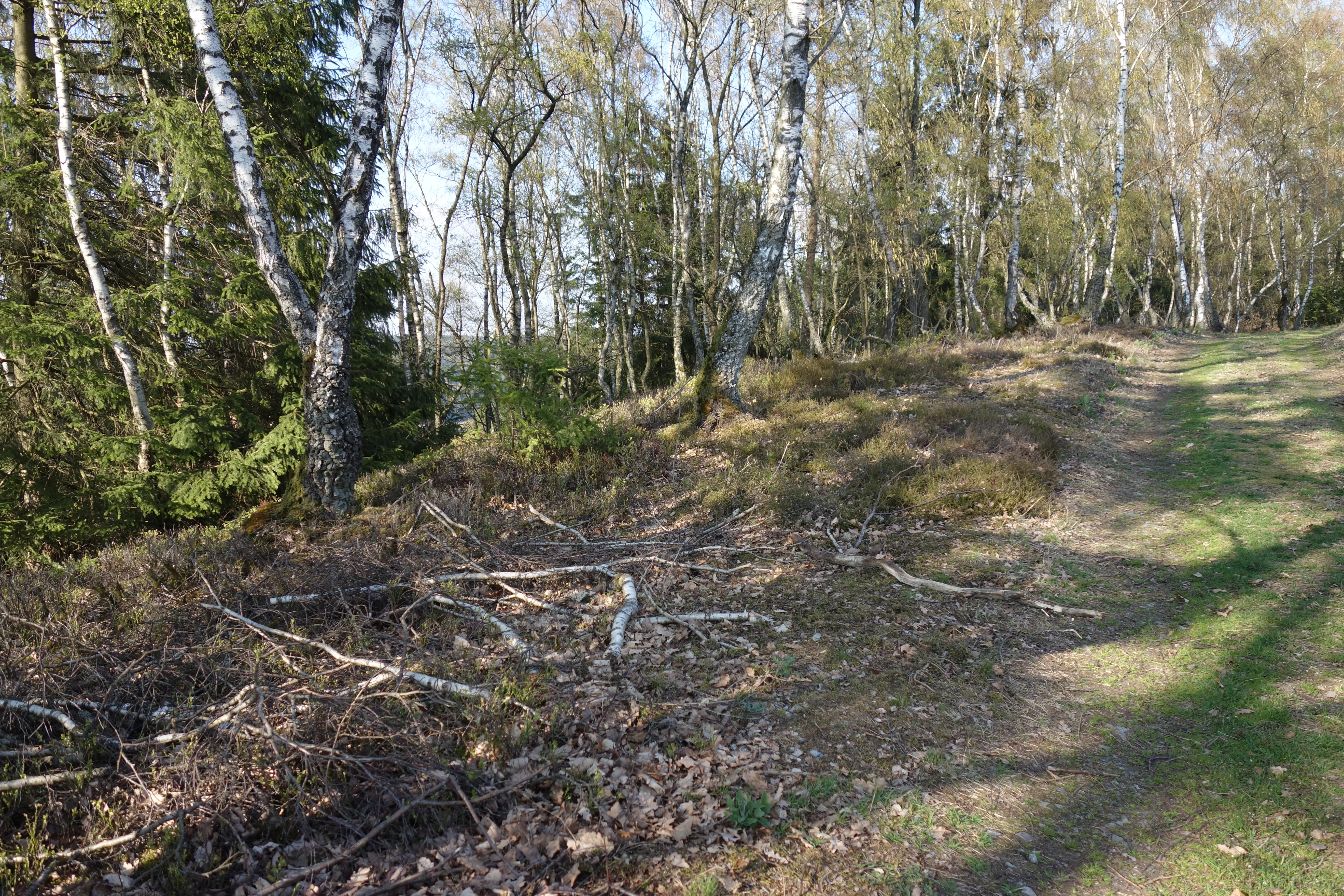 Un sendero de tierra serpentea por el borde de un bosque de abedules bañado por la luz en una reserva natural, con ramas dispersas y hojas caídas en el suelo.