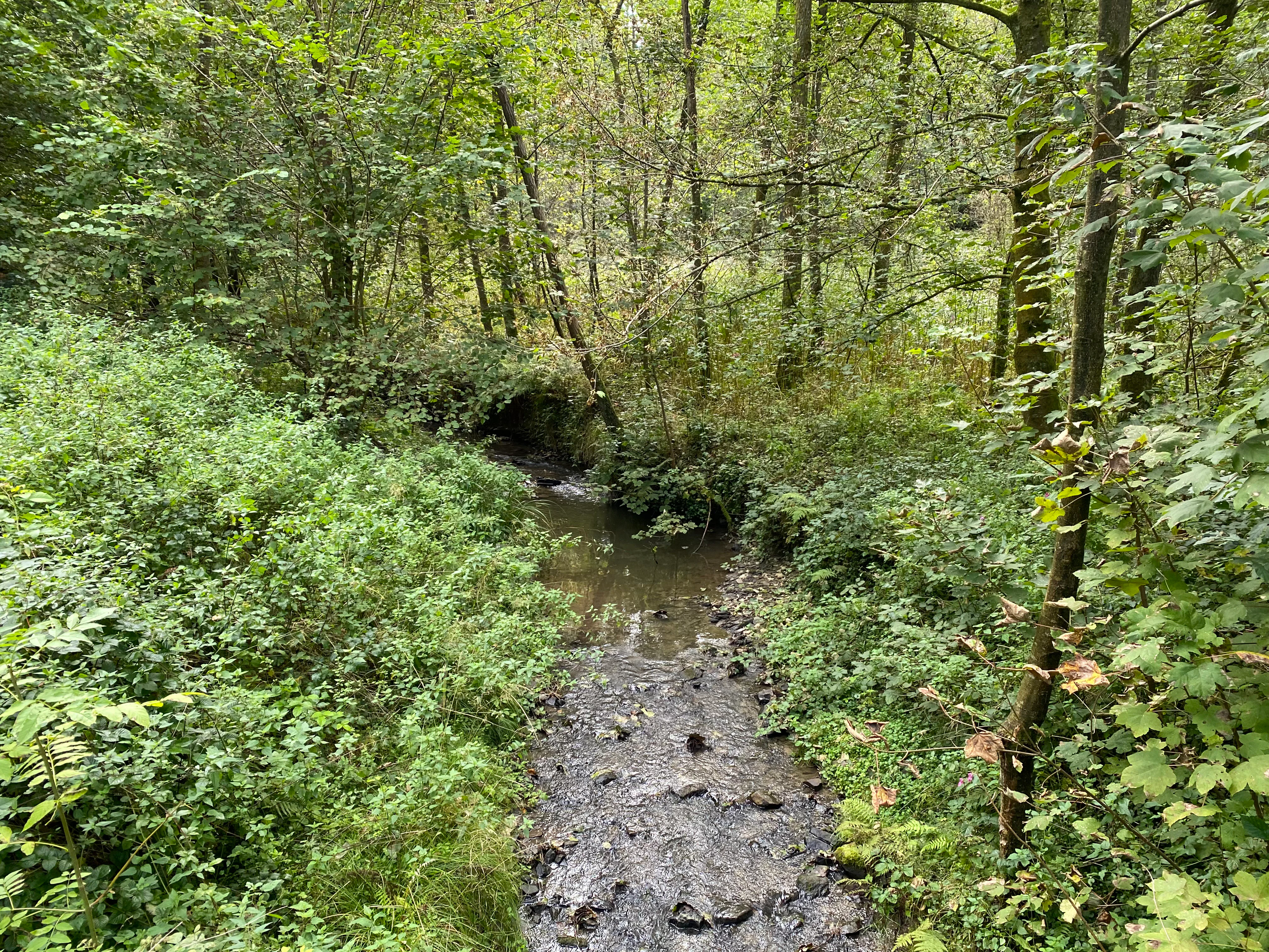 A small, narrow stream flowing over a rocky bed through a lush, green, deciduous forest valley.