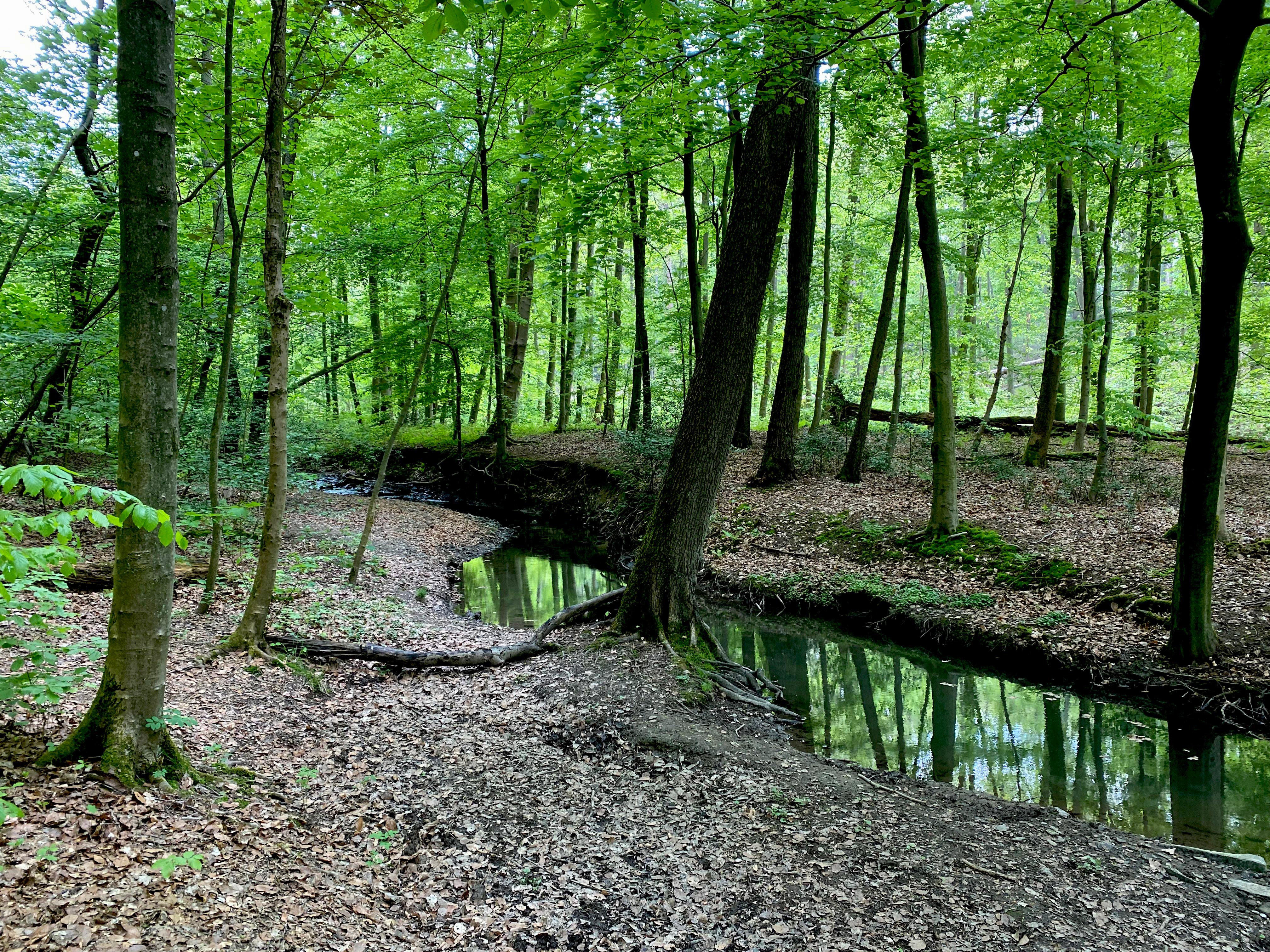 A small, quiet stream flows through a dense, green deciduous forest with a leaf-covered forest floor.