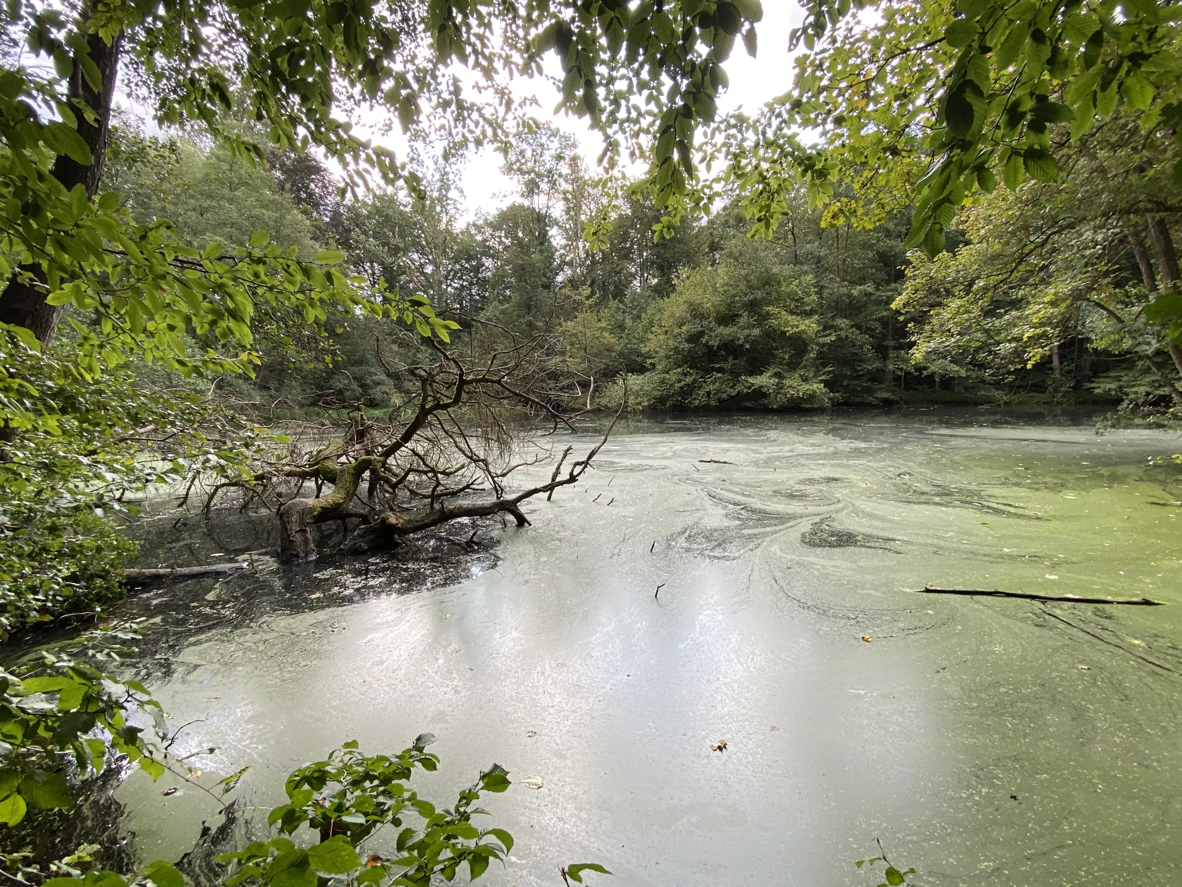 A view of a small, green pond covered in algae and duckweed, framed by overhanging forest trees with a fallen log in the water.