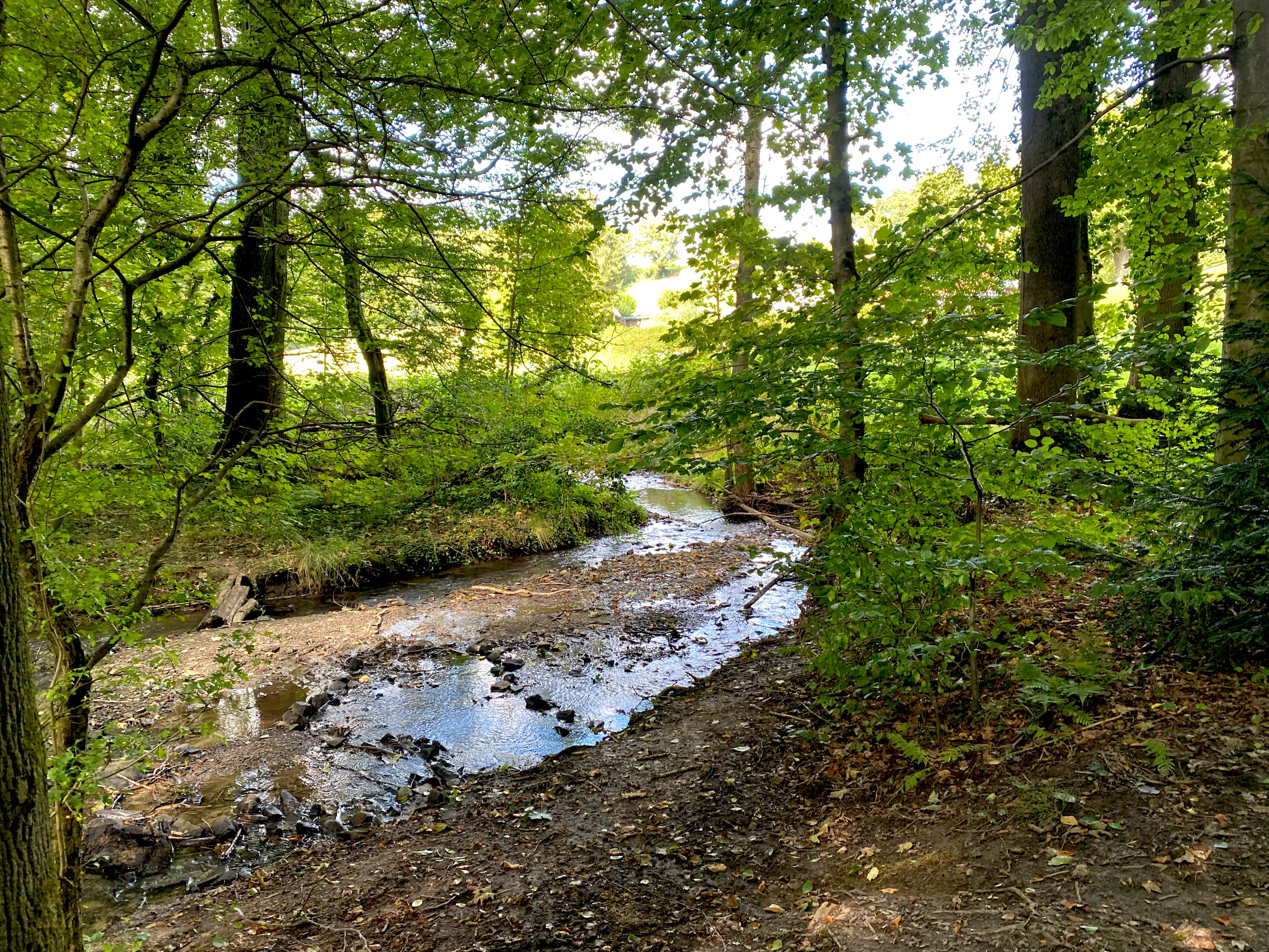 A small, shallow stream winds through a deciduous forest with sunlight filtering through the canopy onto the water and muddy bank.