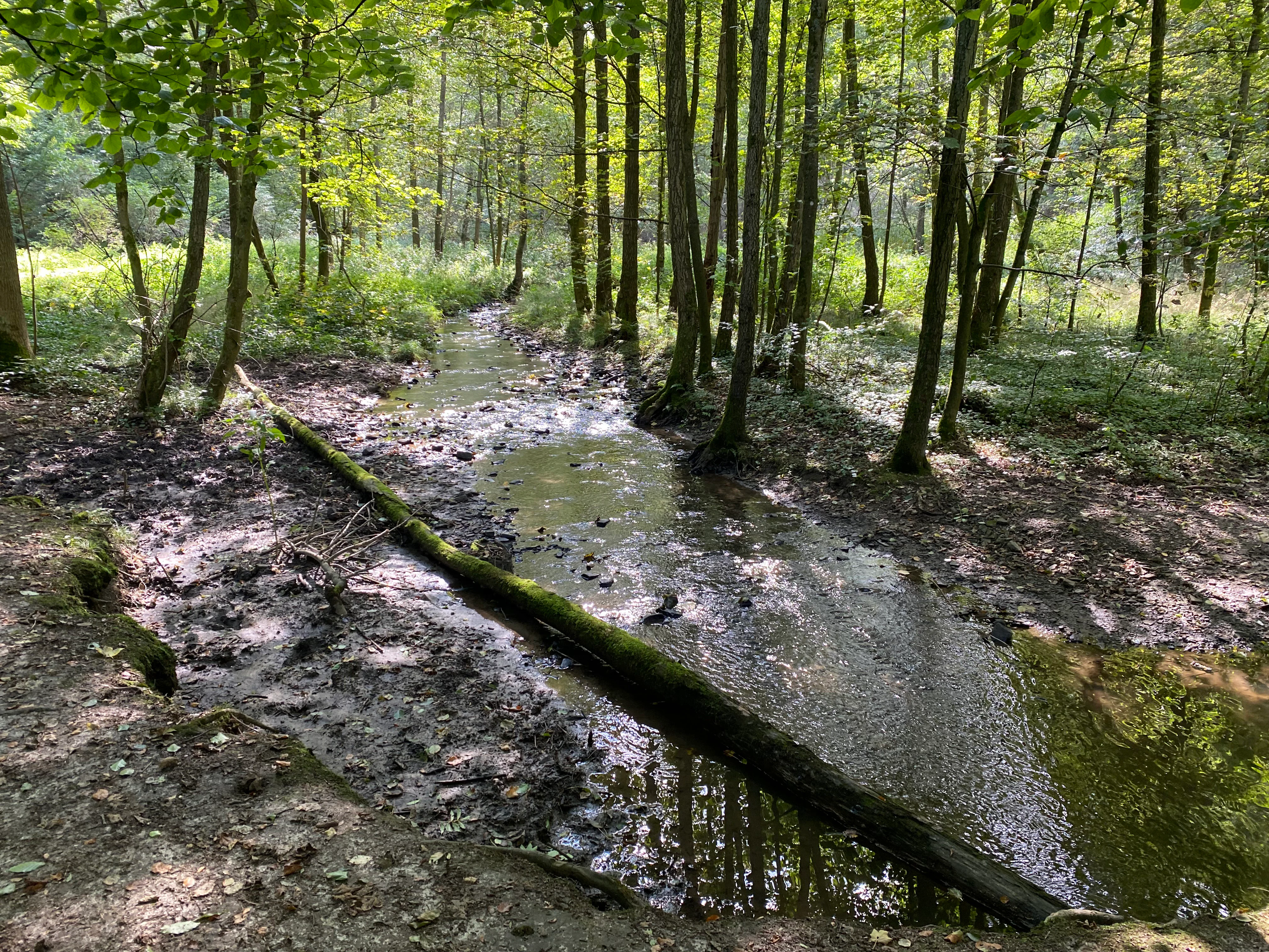 A small, shallow stream winds through a lush, green deciduous forest in the Oefter Tal nature reserve, with a large fallen log crossing over part of the water.