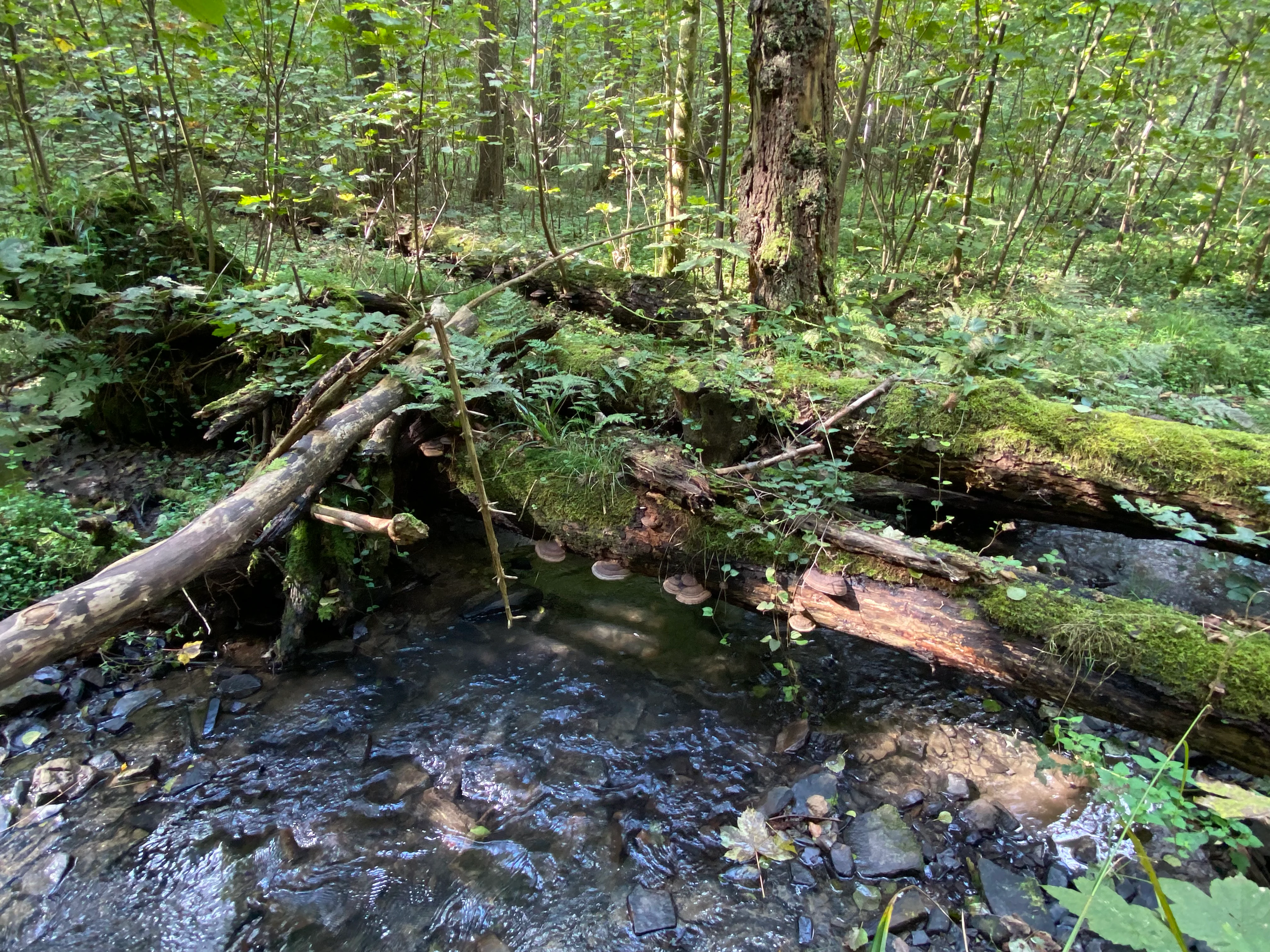 A small stream flows over dark stones, passing under a fallen, mossy tree trunk in a dense green forest.