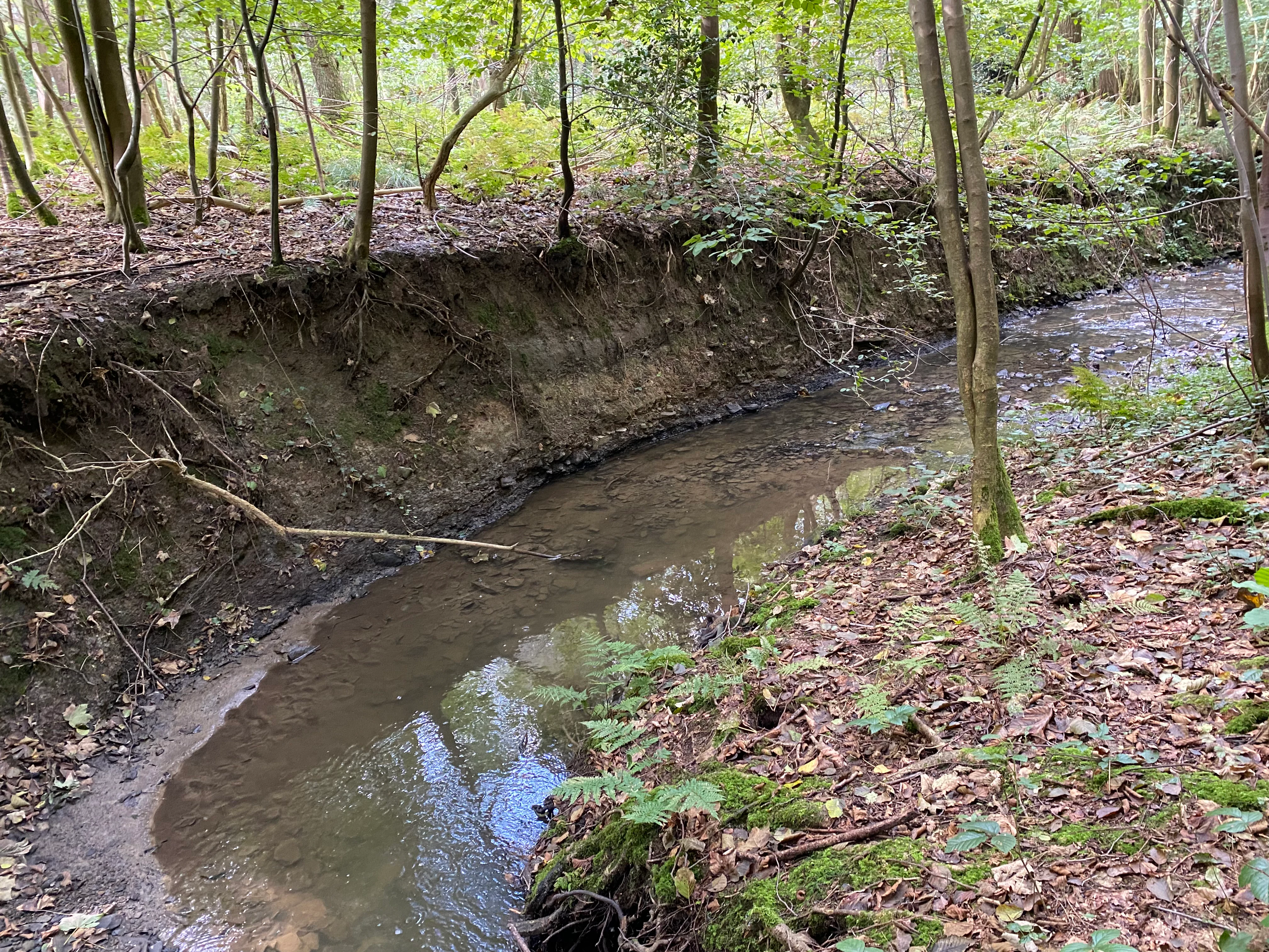 A narrow stream winding through a forest with a muddy, eroded embankment on the left and a mossy, leaf-covered bank on the right.