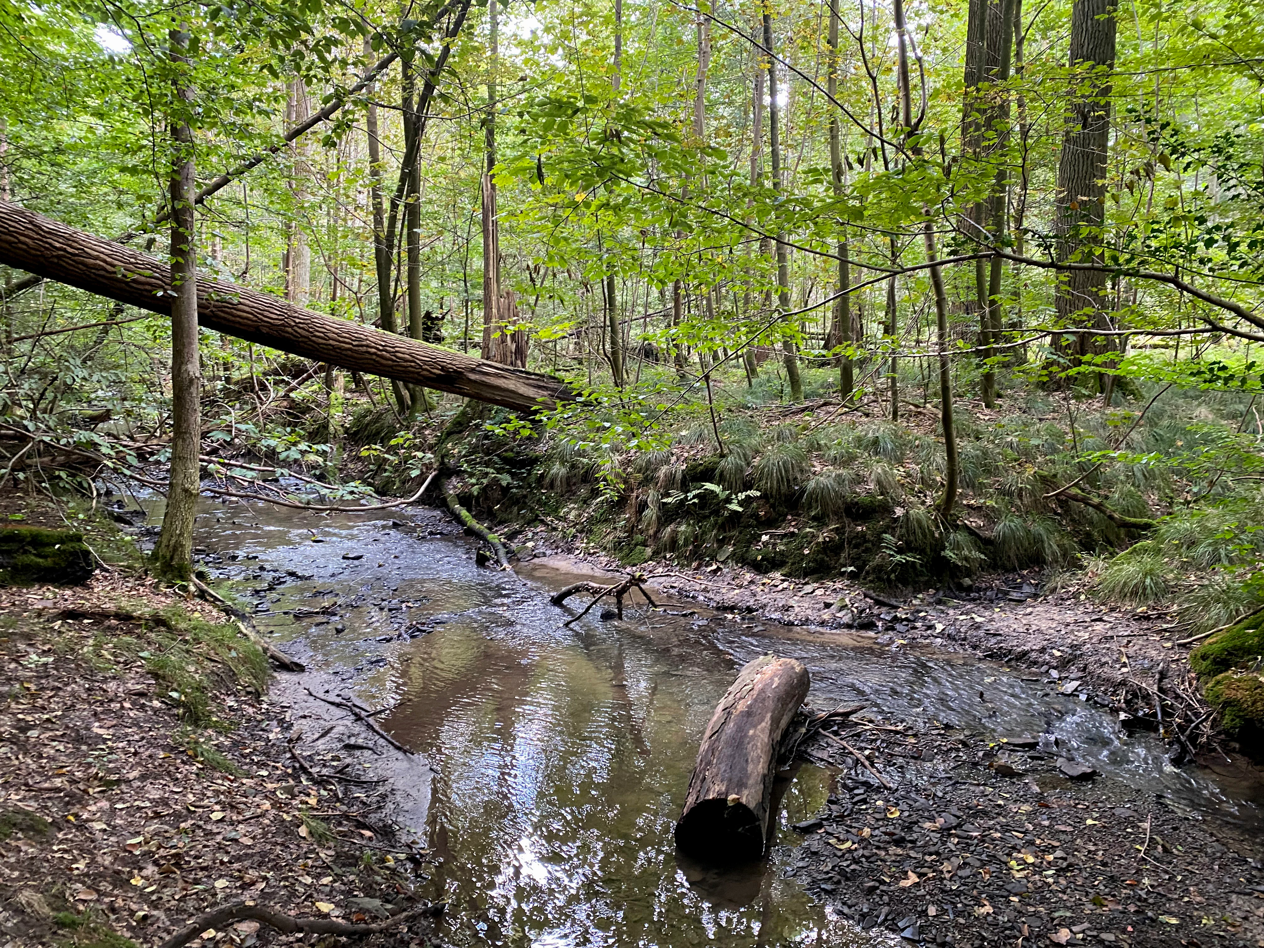 A small stream winds through a dense deciduous forest with a fallen tree trunk stretching across it.