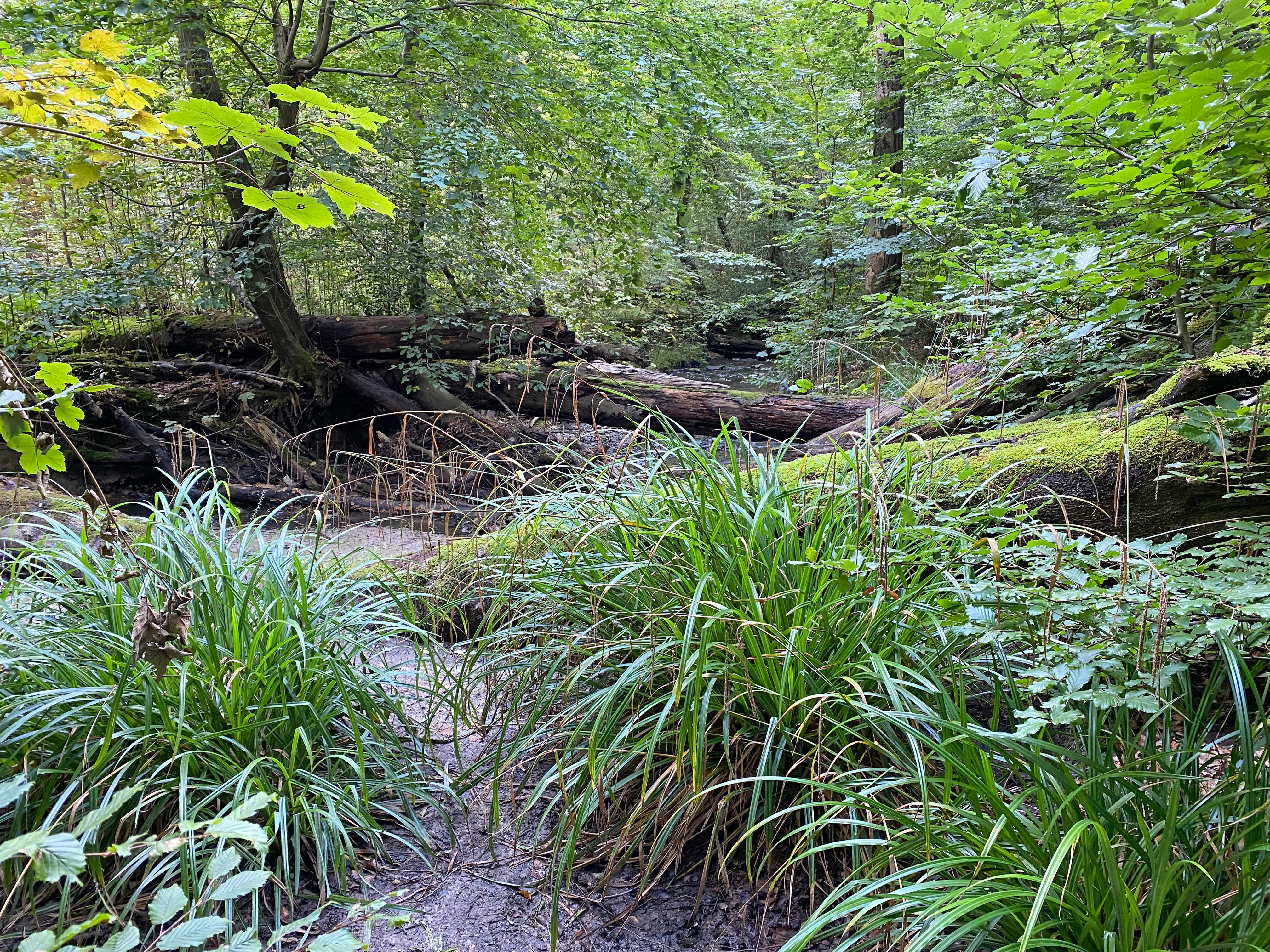 A small stream flowing through a dense, green deciduous forest with fallen logs and lush grasses in the foreground.