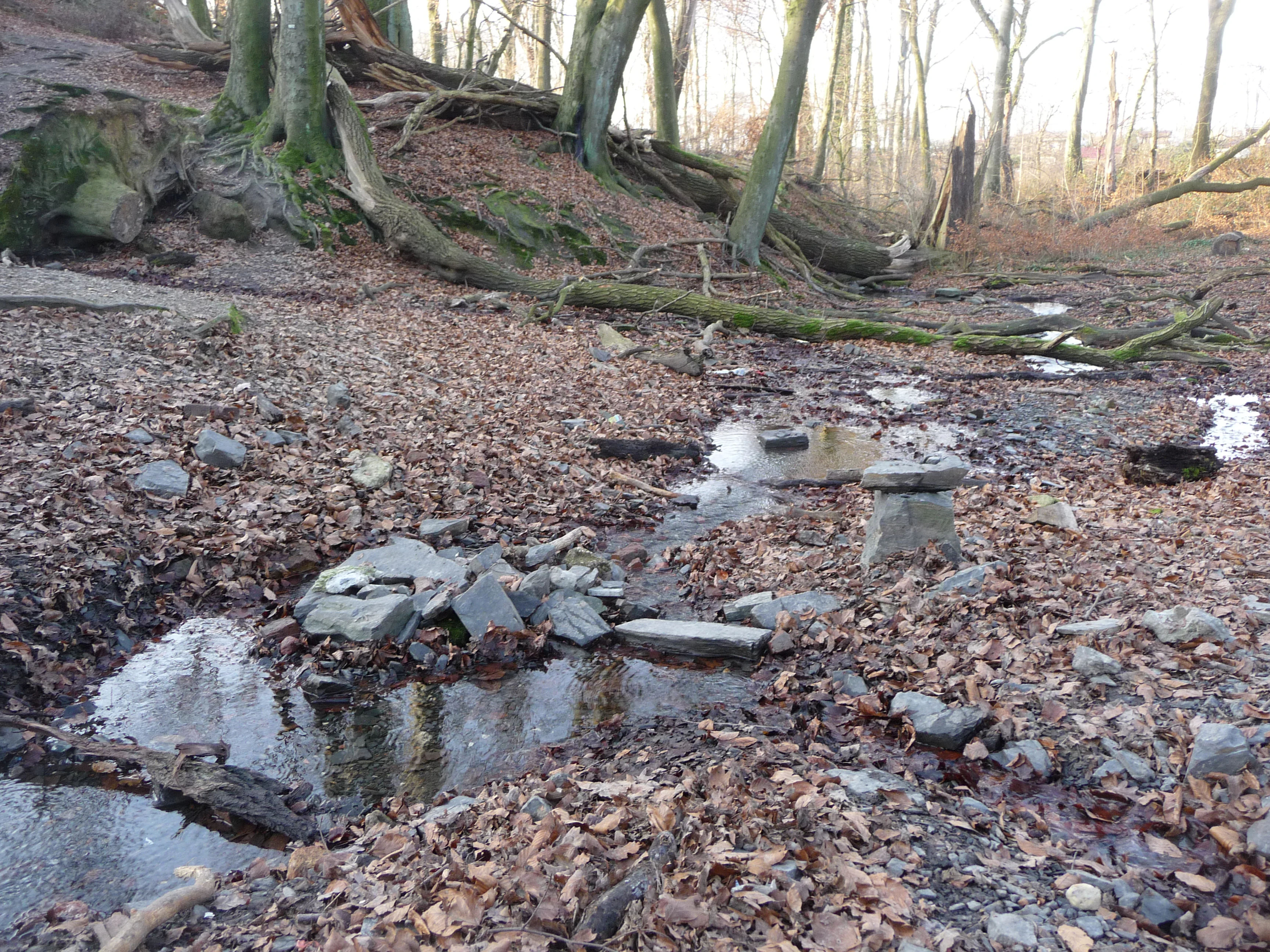 A forest floor covered in brown leaves with small puddles of water and scattered grey rocks, with bare trees in the background.