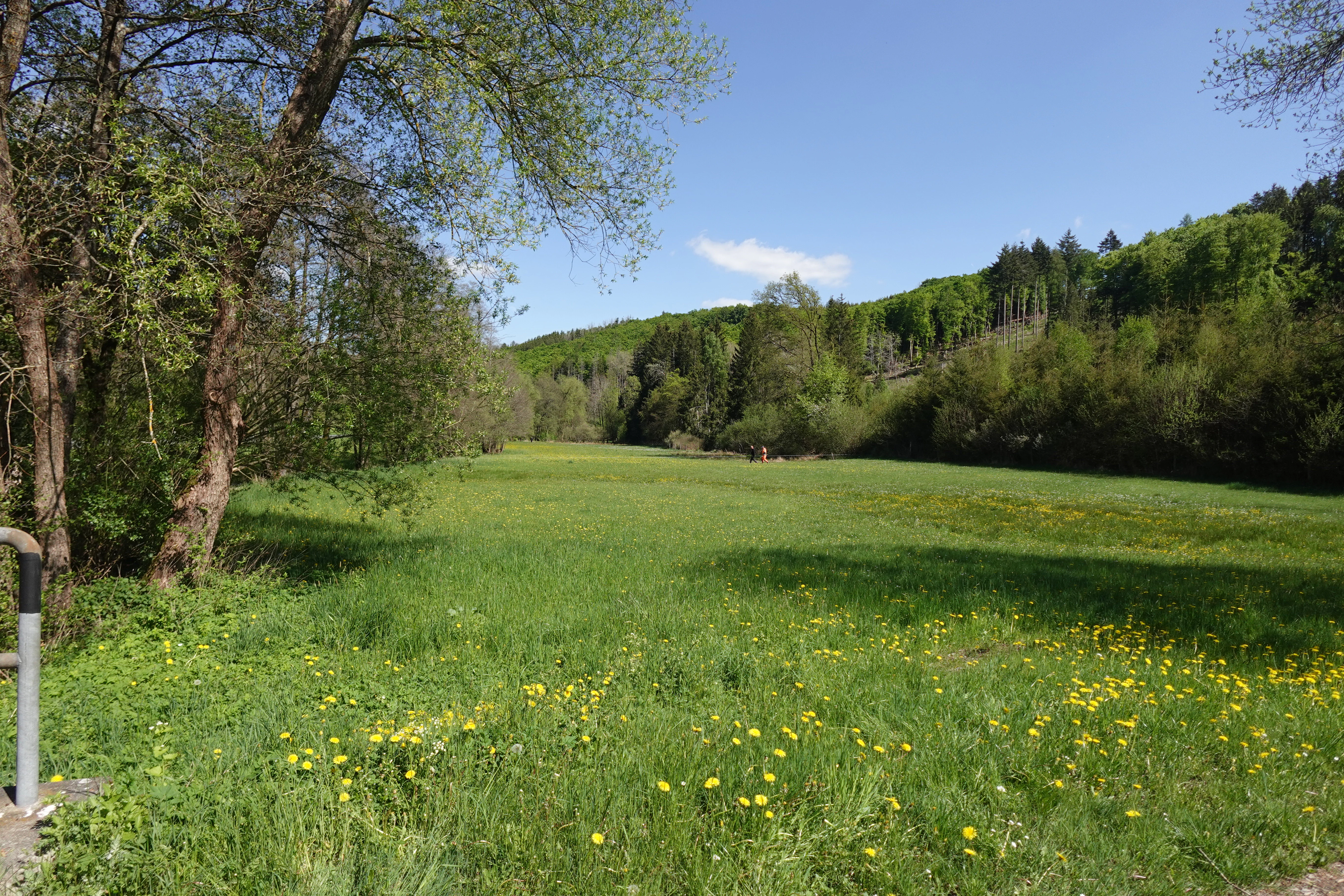 Una vista panorámica de un valle verde con una pradera llena de flores silvestres amarillas en primer plano, flanqueada por árboles maduros a la izquierda y una ladera boscosa al fondo bajo un cielo azul.