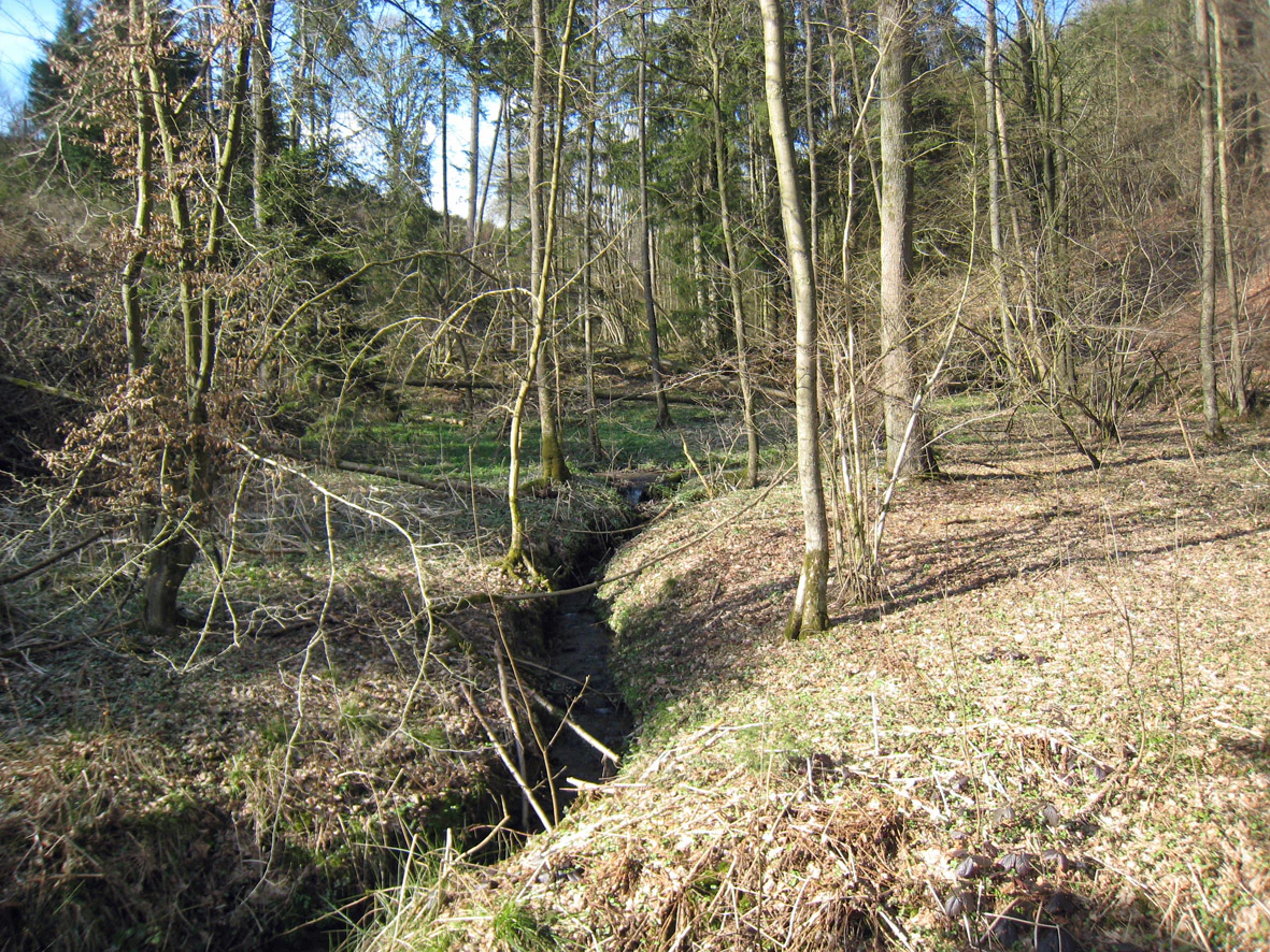 A small, narrow creek winds through a deciduous forest with bare ground and scattered leaves under a canopy of trees in early spring.
