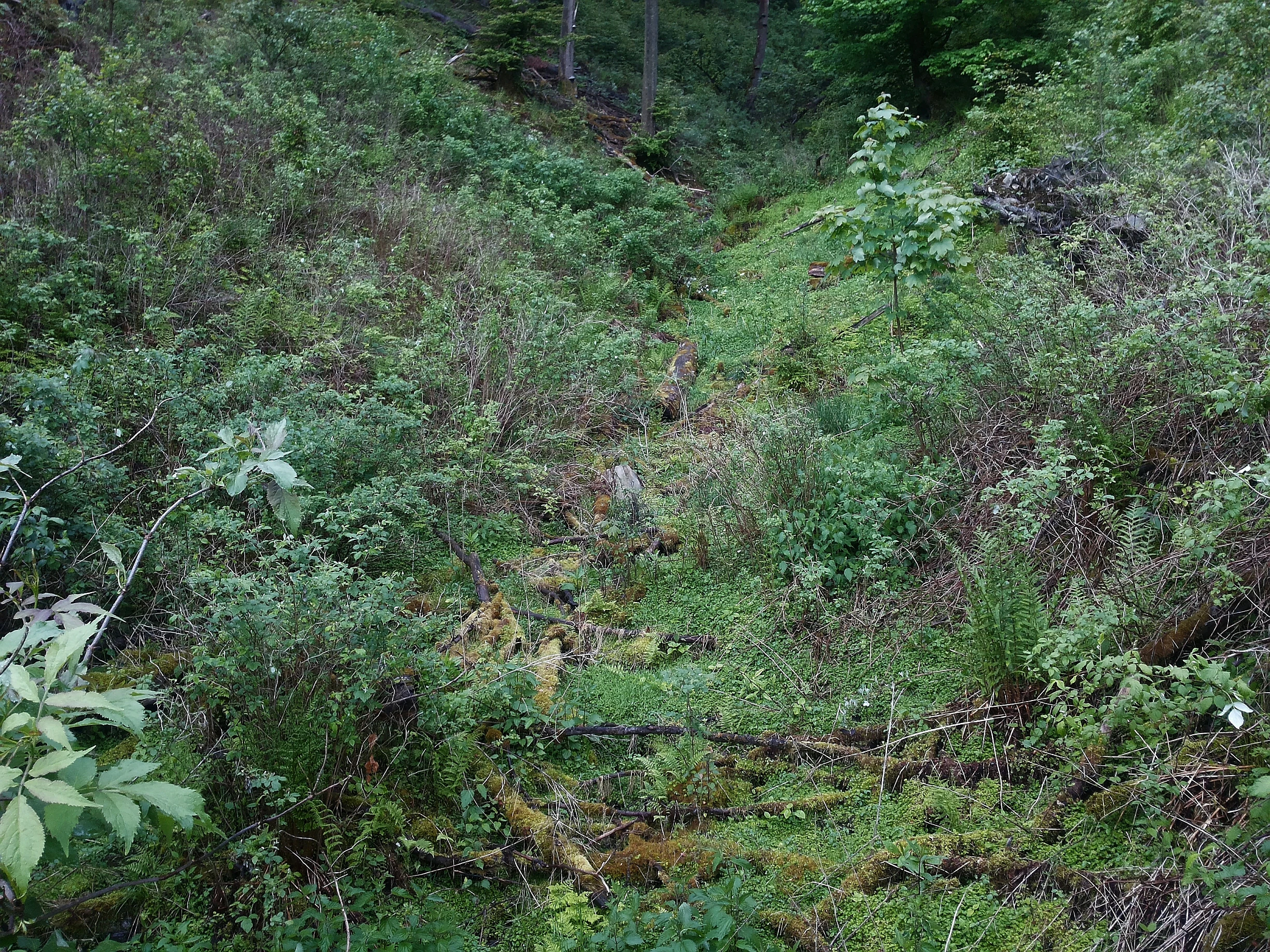 A small stream flows through a lush green ravine with thick vegetation, ferns, and mossy ground.