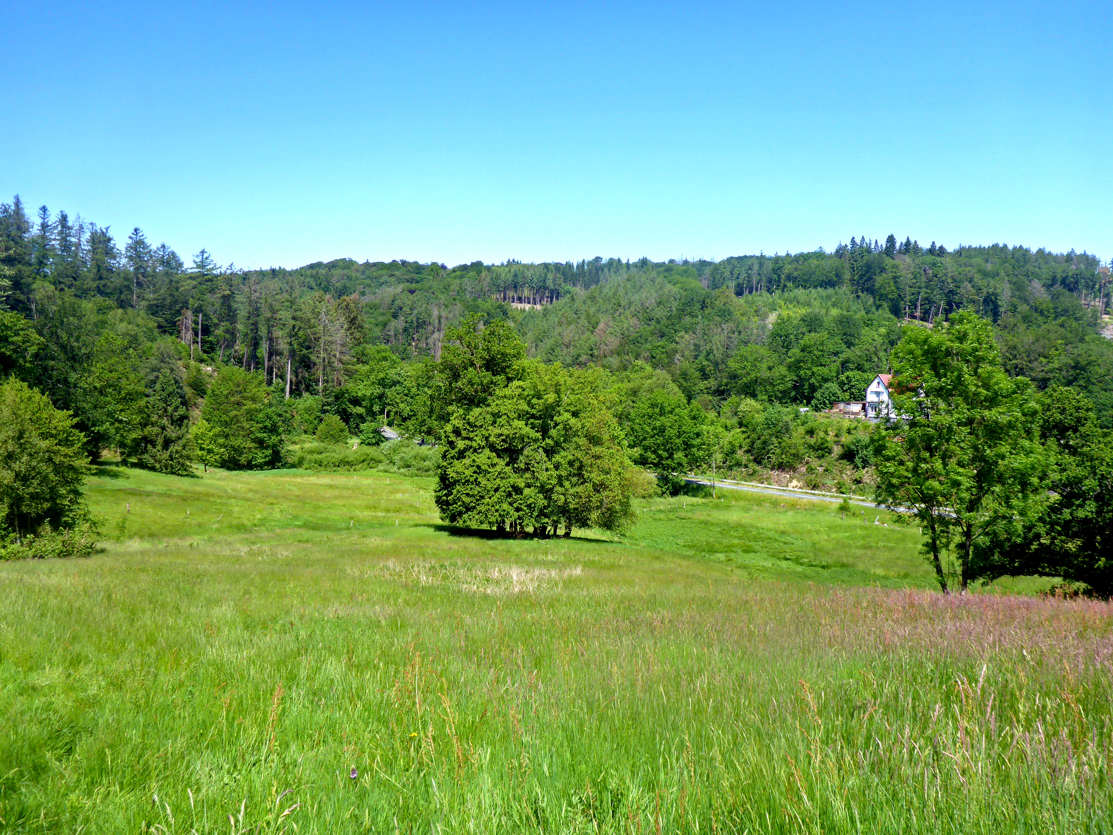 A wide view of a grassy, lush green meadow with scattered trees and a forested hillside in the background under a clear blue sky.