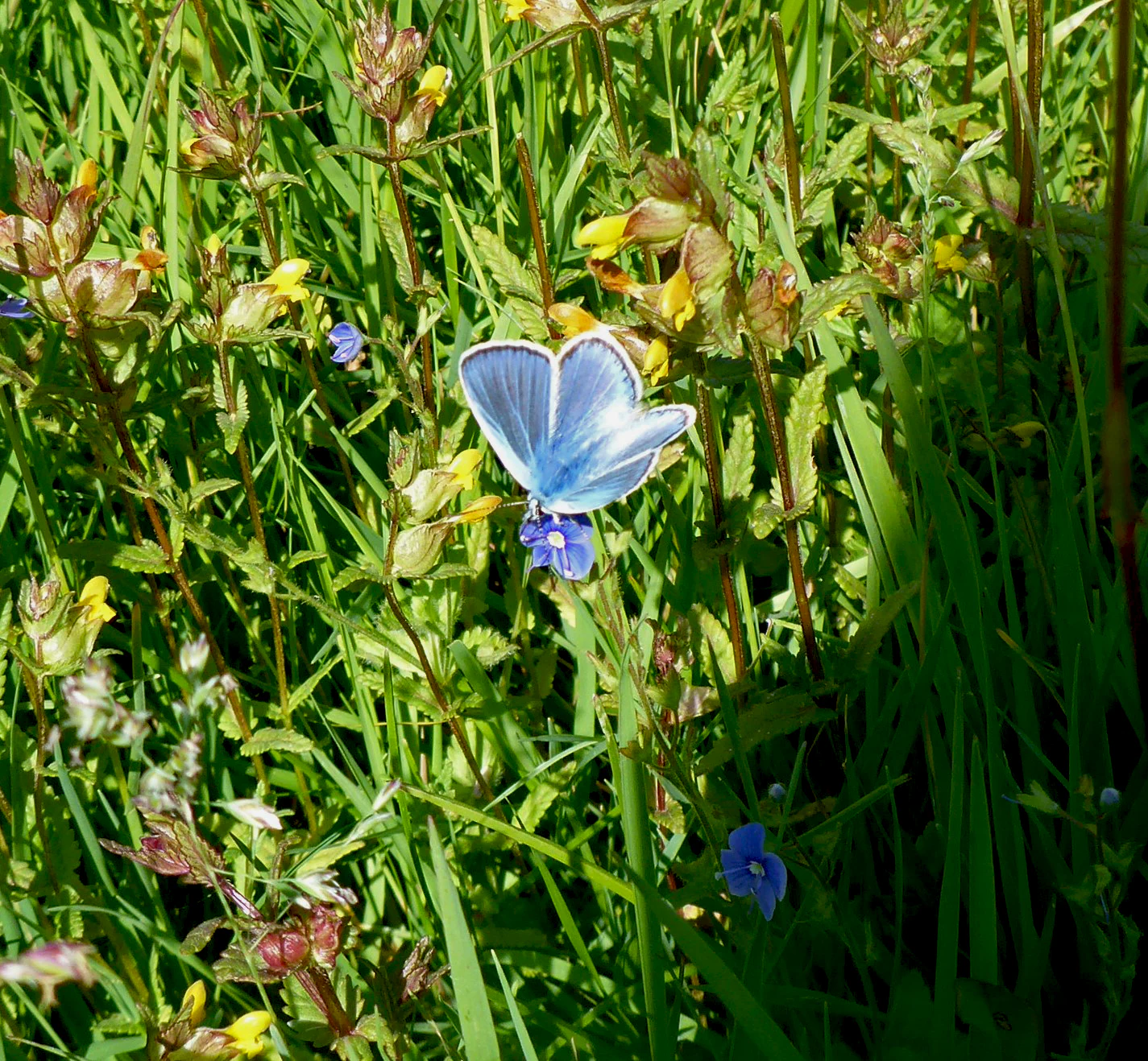 A small blue butterfly, likely a Common Blue, with wings open resting on a small blue wildflower amidst green grass and yellow-tipped stalks.